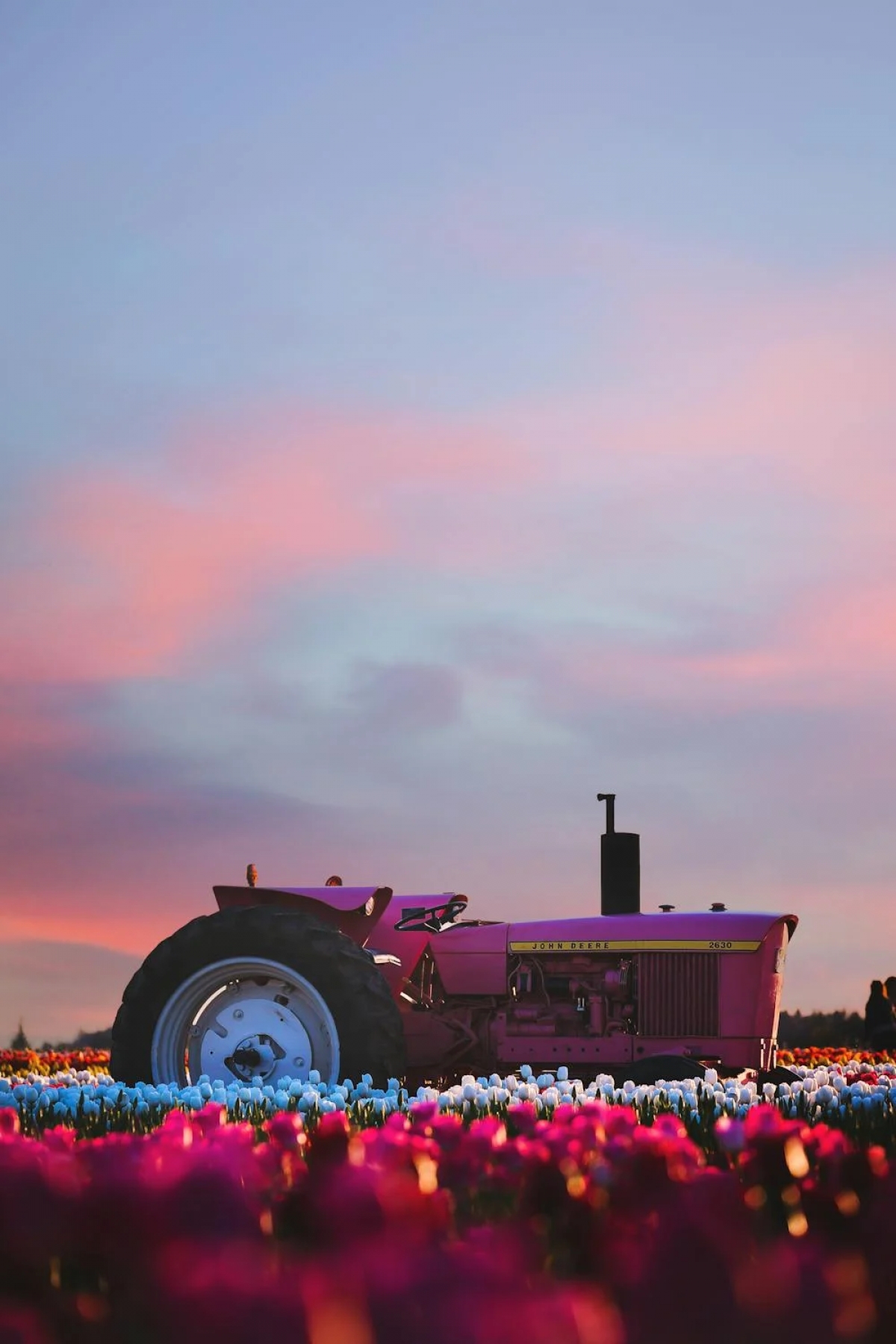 Tractor At Sunrise In A Field Of Flowers