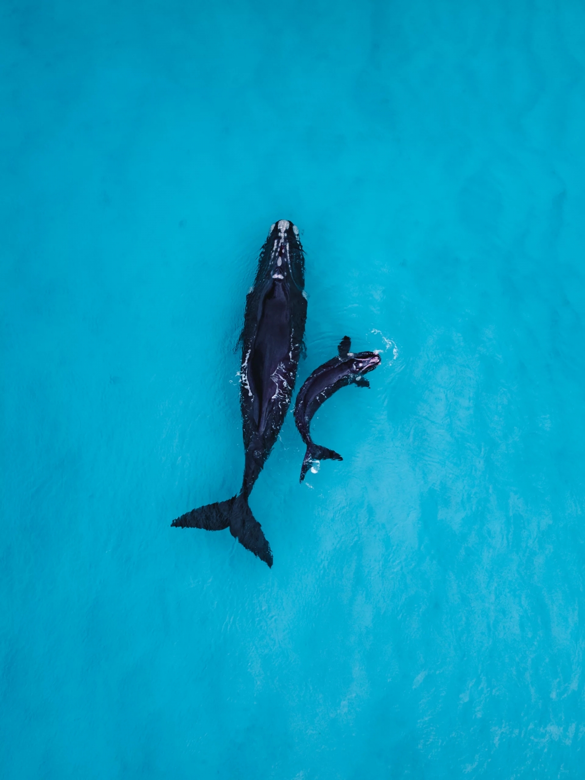 Mom Whale And Baby Whale From Above Drone Footage