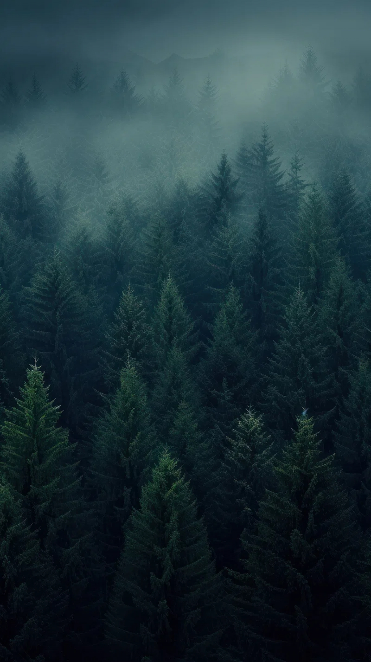 Dark Forest Misty