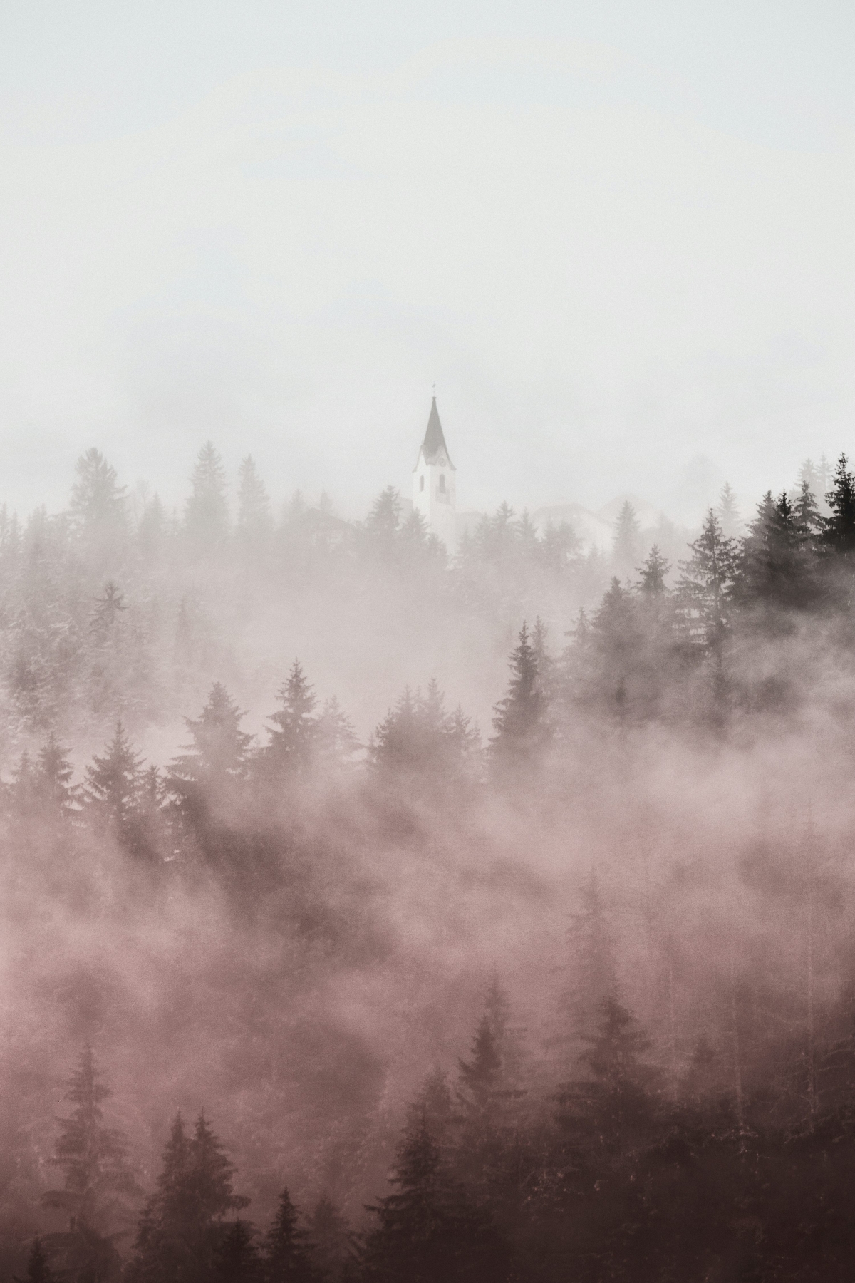 Gloomy Misty Forest