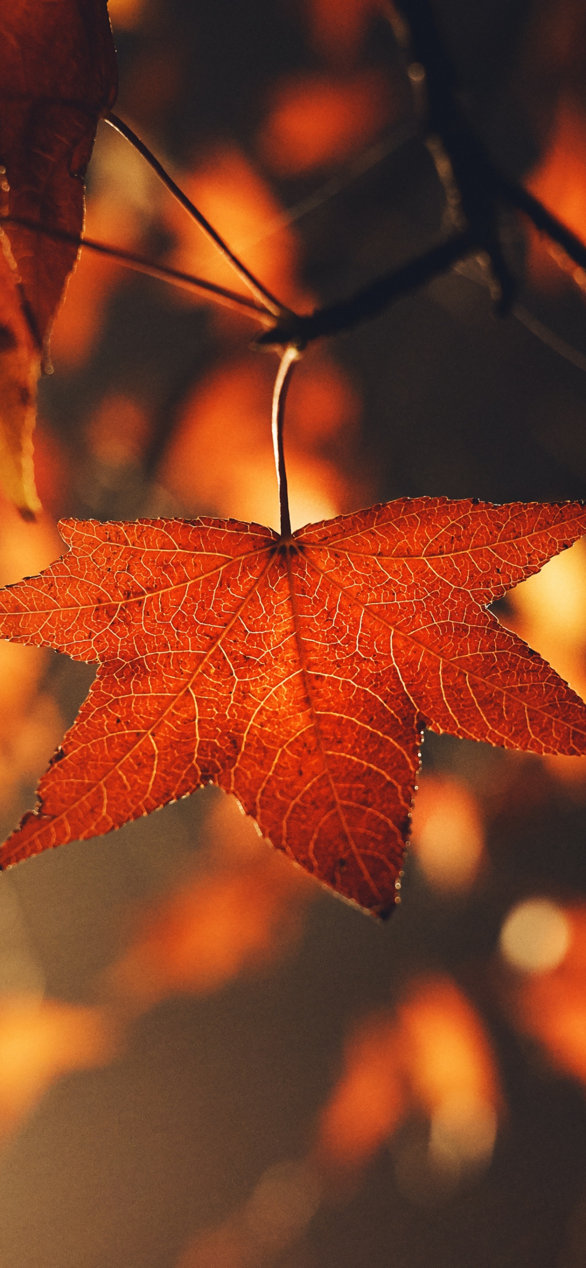 Autumn Leaves Orange wallpaper for Apple iPhone, Apple Watch, Mac, iPad and Apple Watch