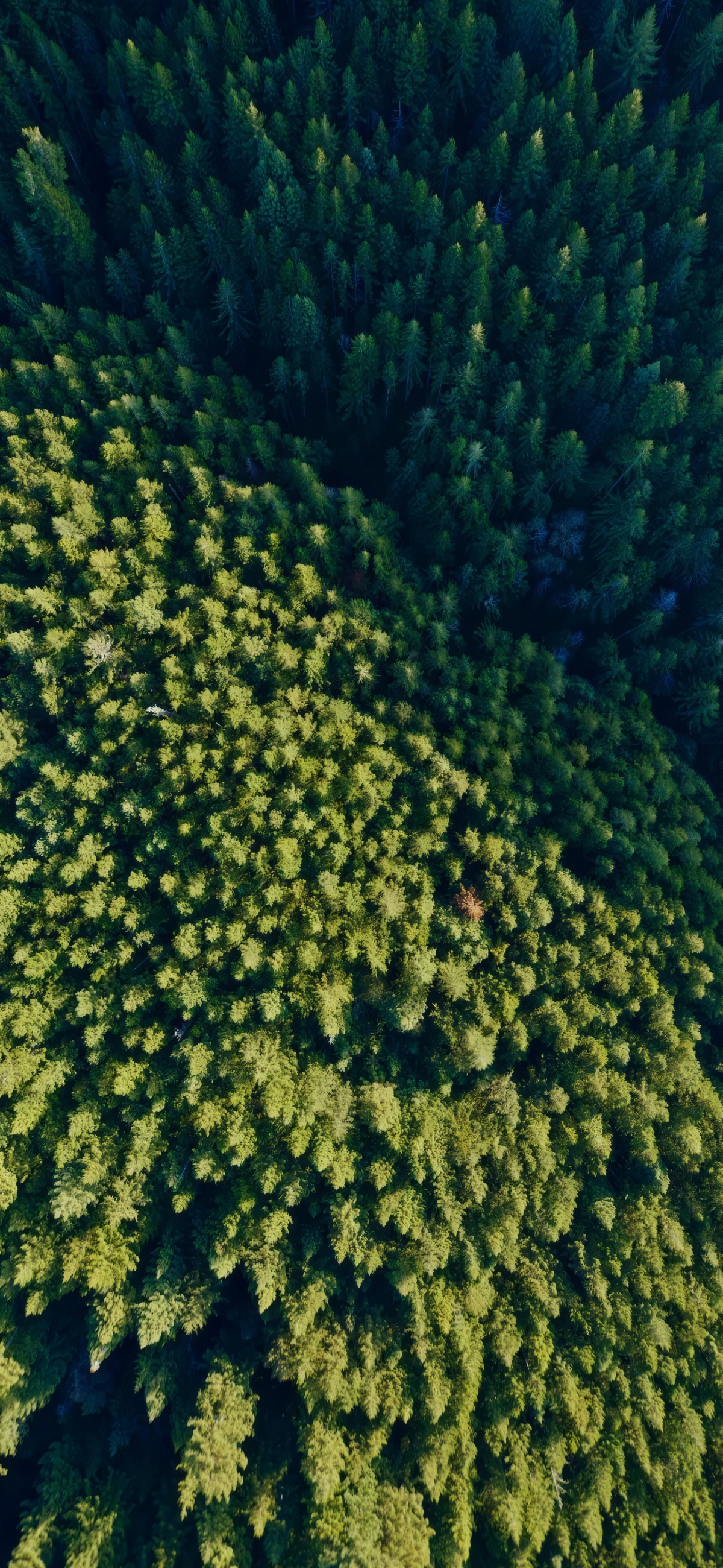 Pine Rainforest From Above wallpaper for Apple iPhone, Apple Watch, Mac, iPad and Apple Watch