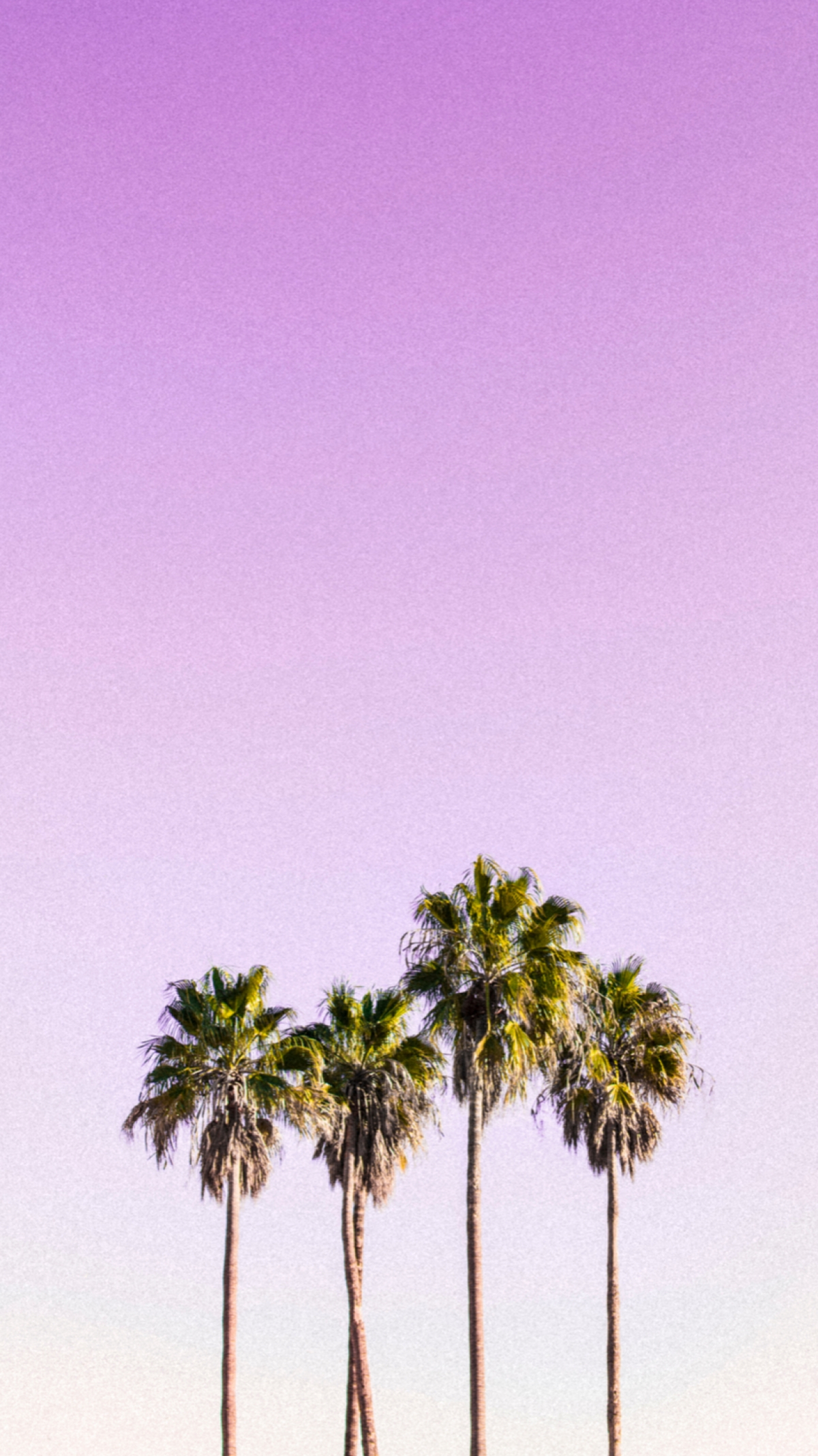 Minimalistic Palm Trees On A Pastel Sunset