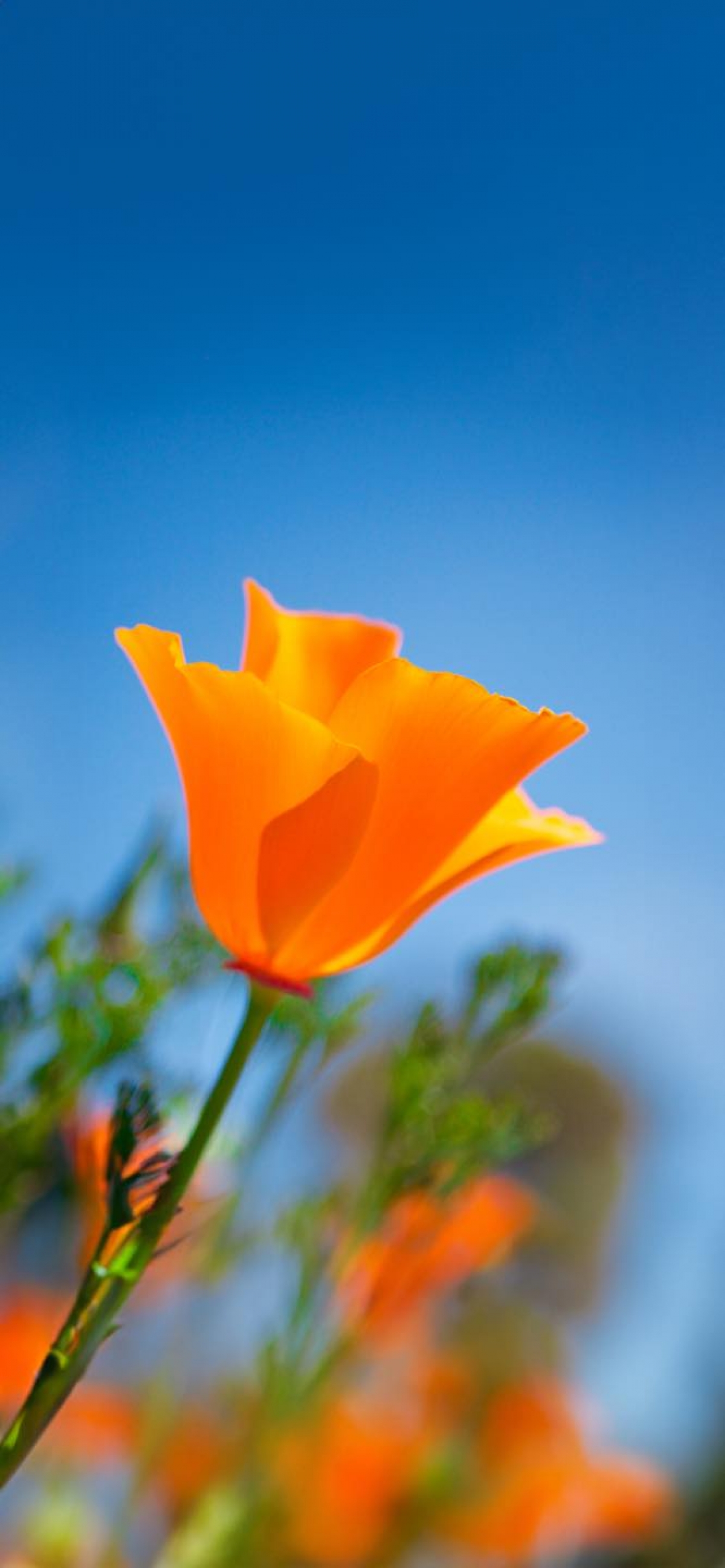 Orange Flowers Blue Sky