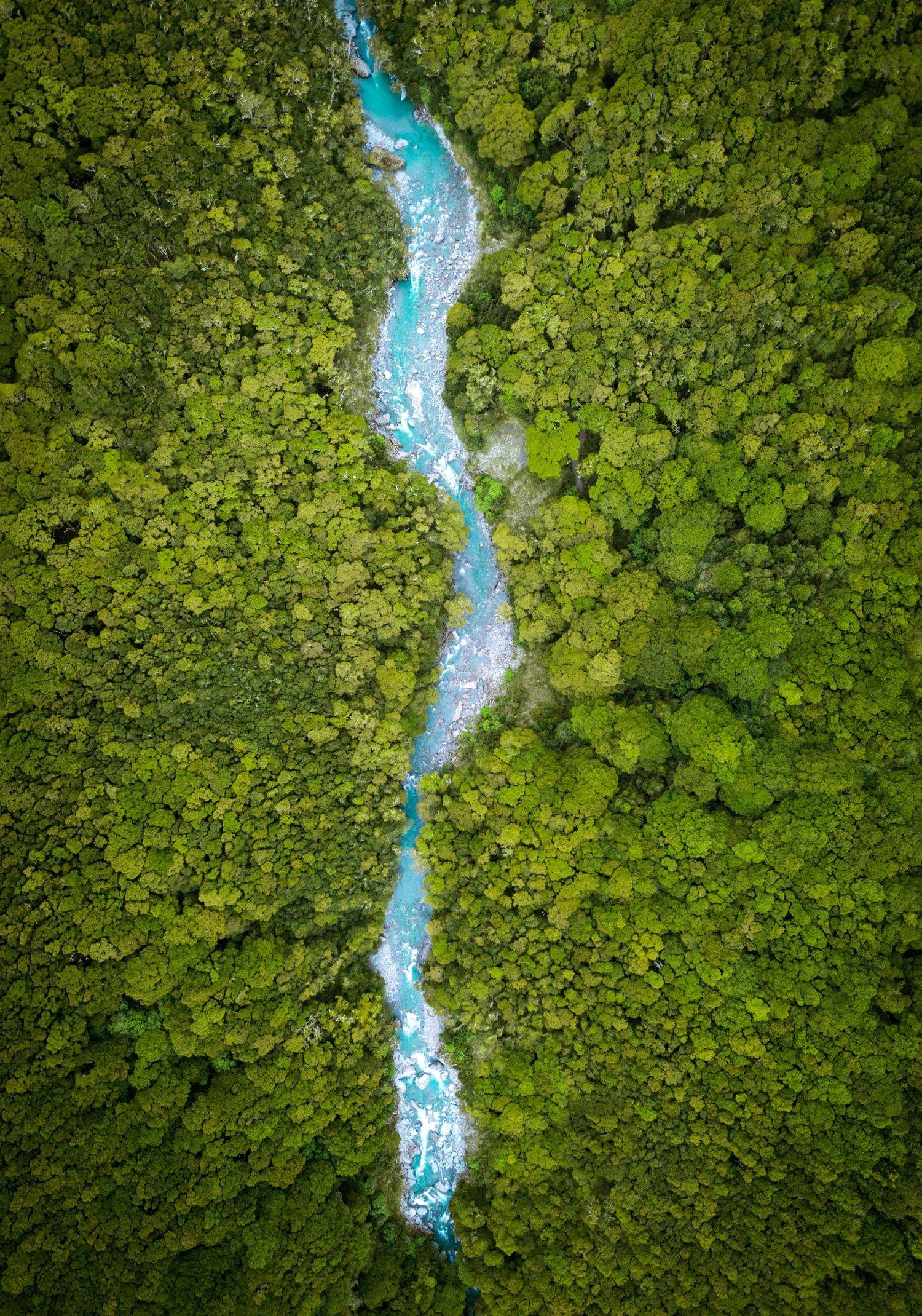 Amazon Jungle Stream From Above