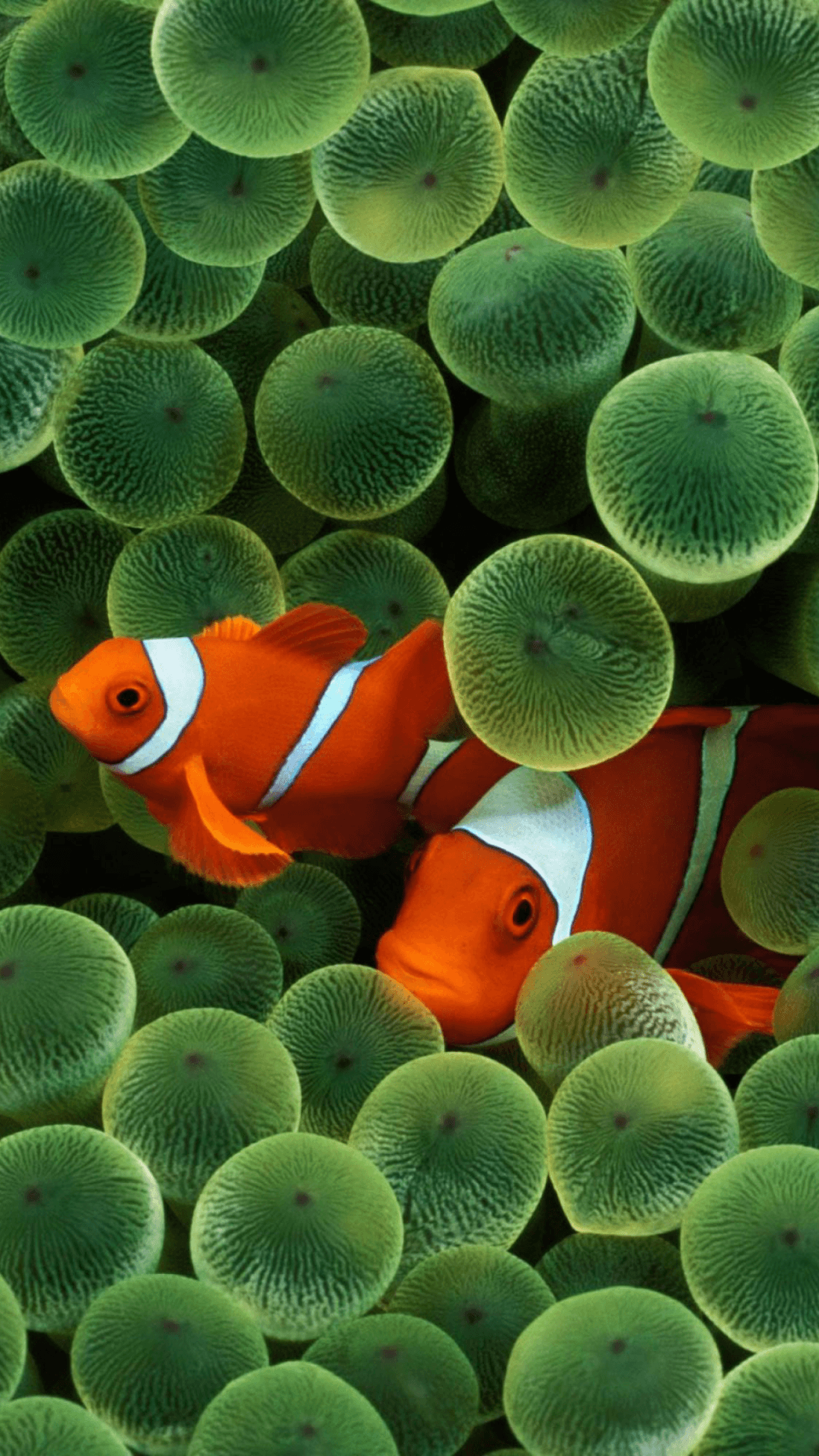 Apple iPhone 3G Default Stock Clownfish Swimming Classic 2000s Apple Wallpaper wallpaper for Apple iPhone, Apple Watch, Mac, iPad and Apple Watch