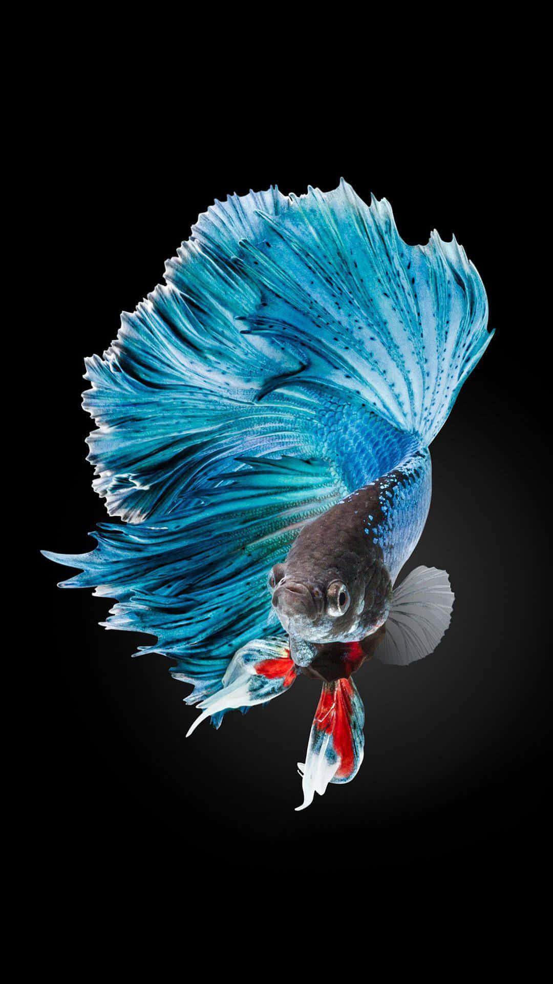 Apple iPhone 6S Stock iOS 9 Default Blue Fishtail Front