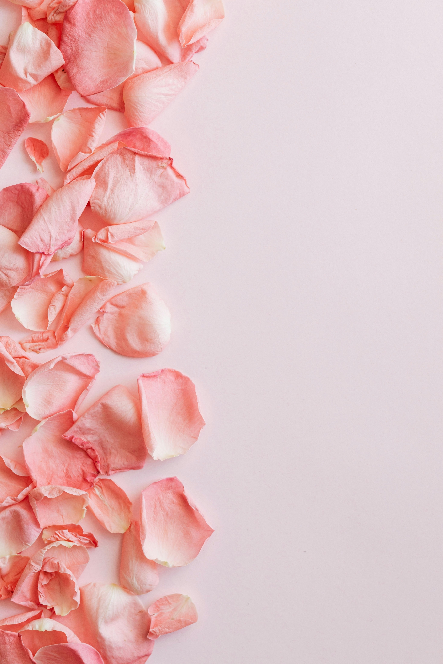 Baby Pink Rose Petals