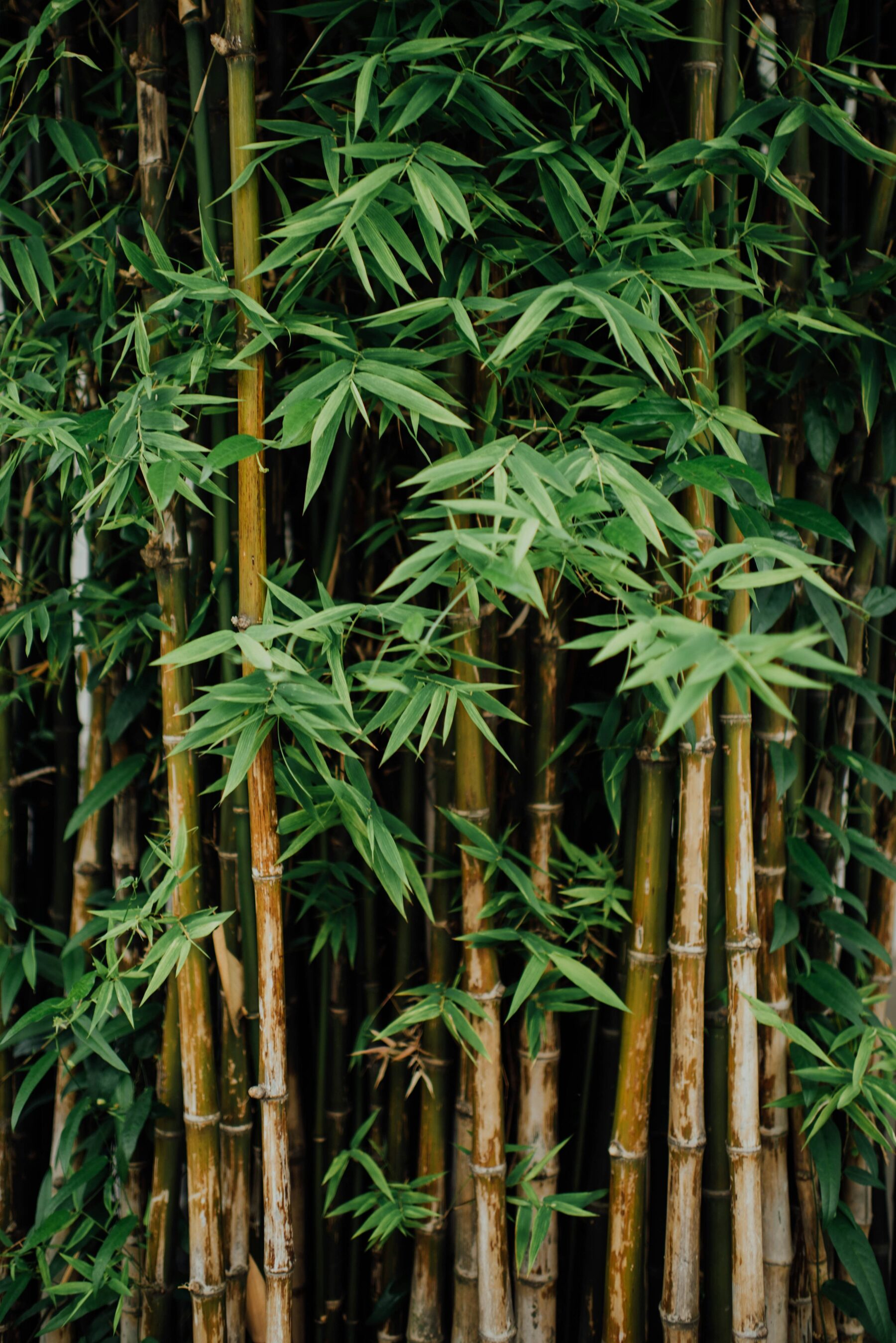 Bamboo Trees Leaves Brown