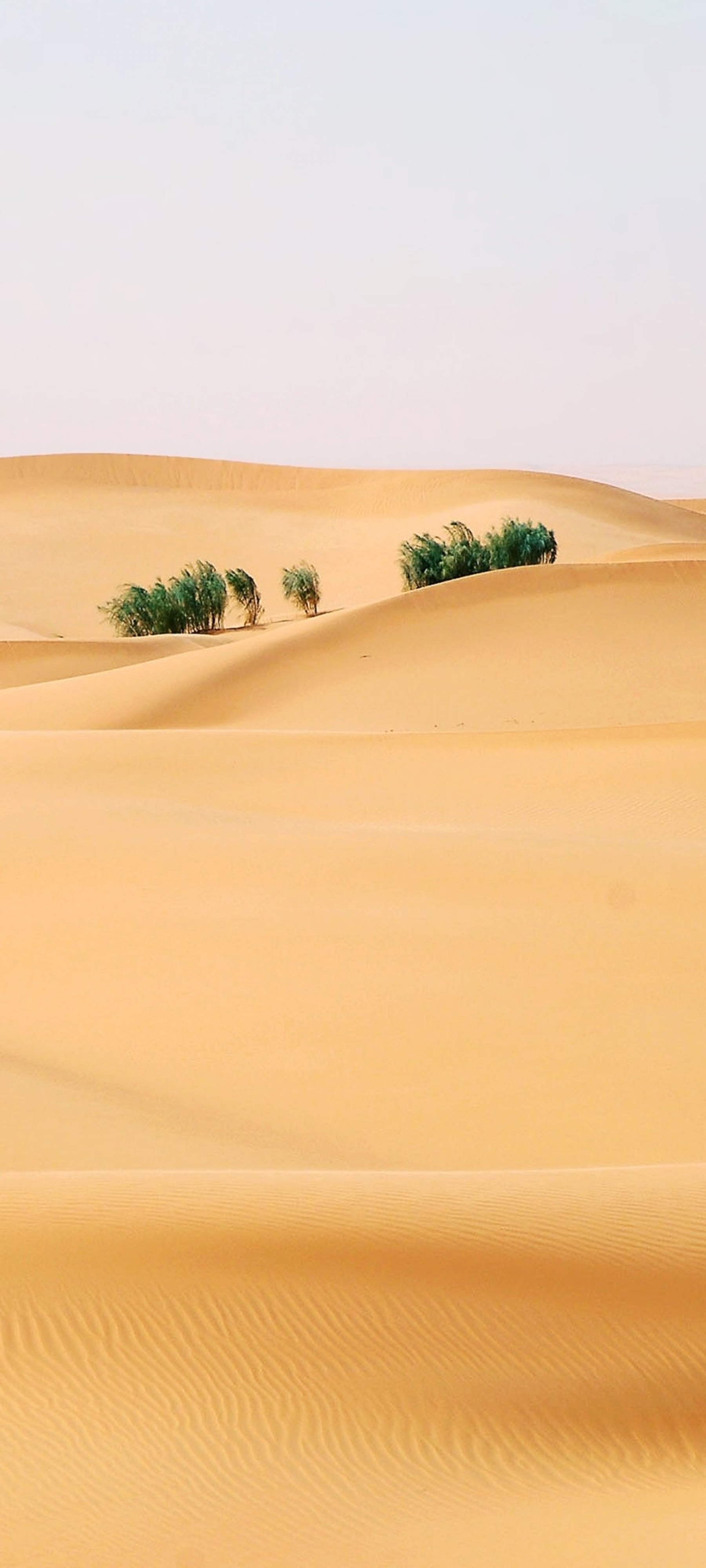 Barren Sahara Desert Sand Dunes