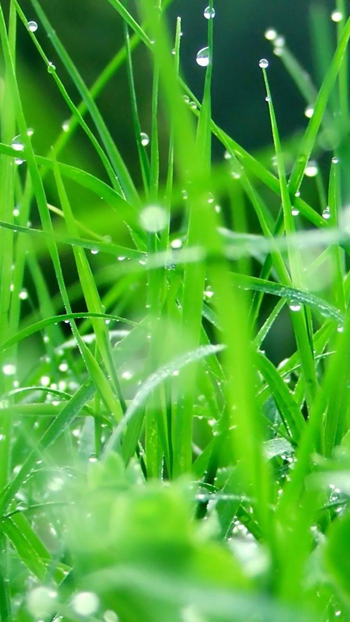 Blades Of Grass Original Samsung Galaxy Android Stock Water Droplets