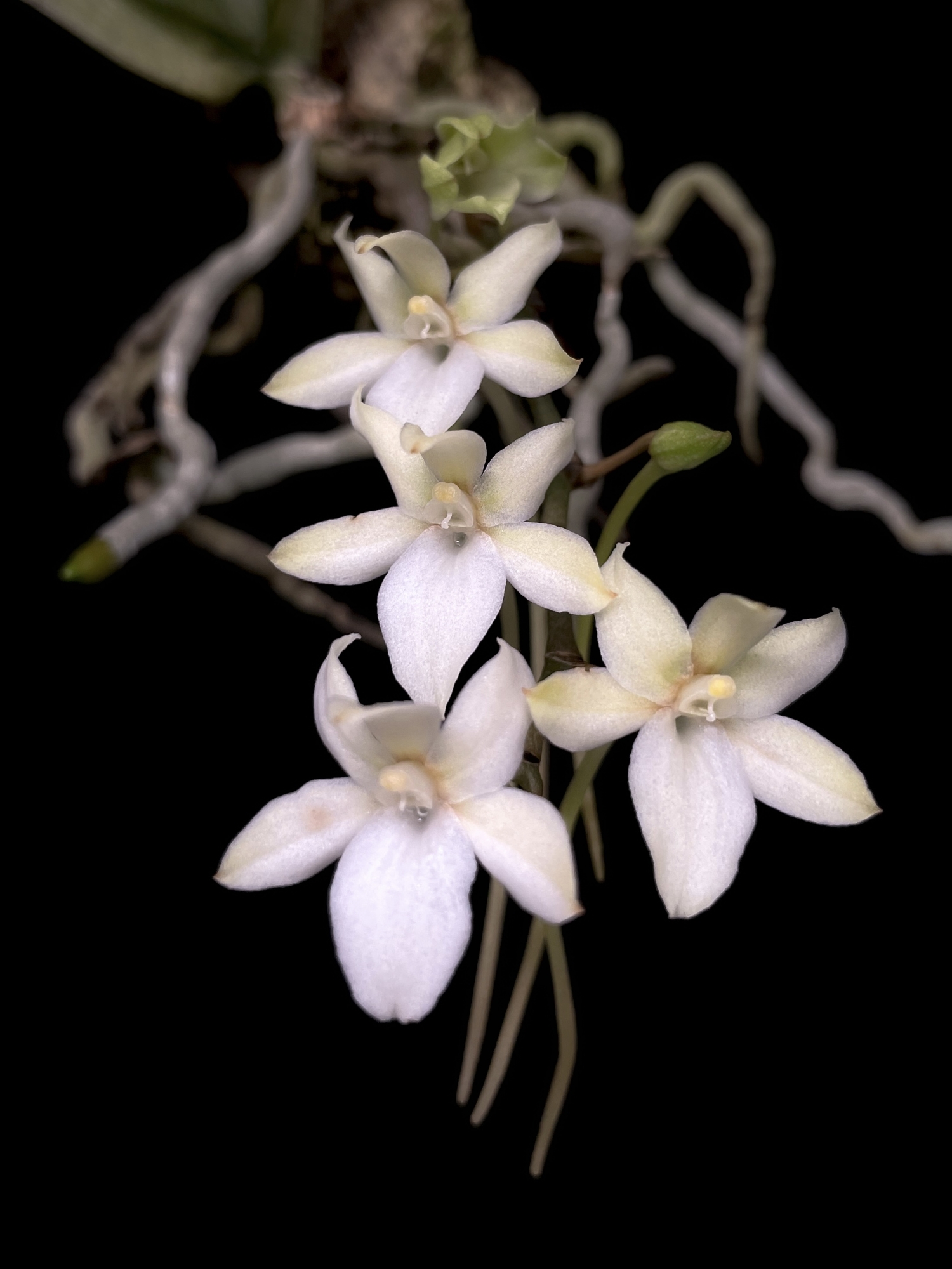 Botanical Orchid Species- Aerangis Mystacidii wallpaper for Apple iPhone, Apple Watch, Mac, iPad and Apple Watch