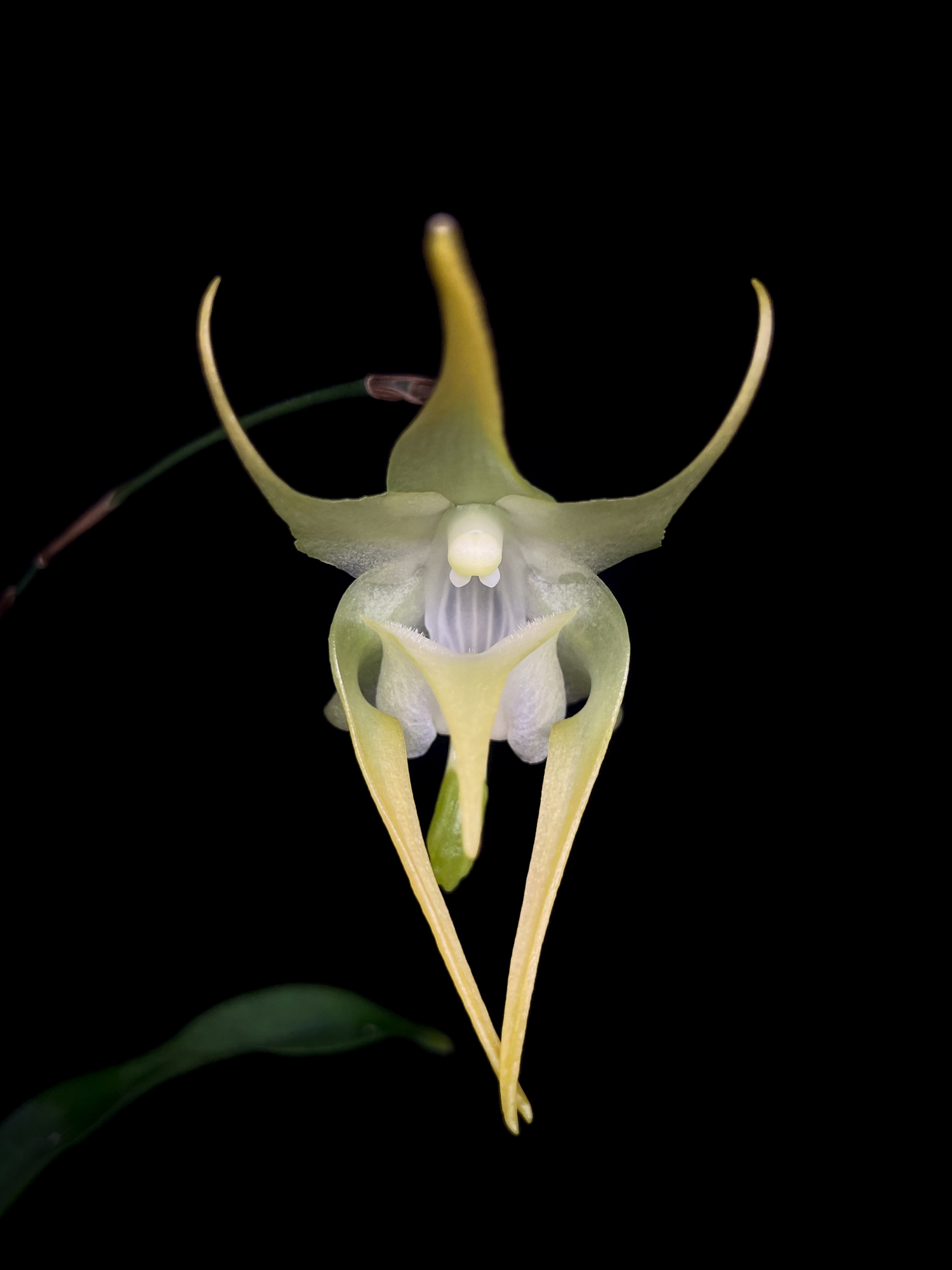 Botanical Orchid Species- Aeranthes Grandiflora wallpaper for Apple iPhone, Apple Watch, Mac, iPad and Apple Watch