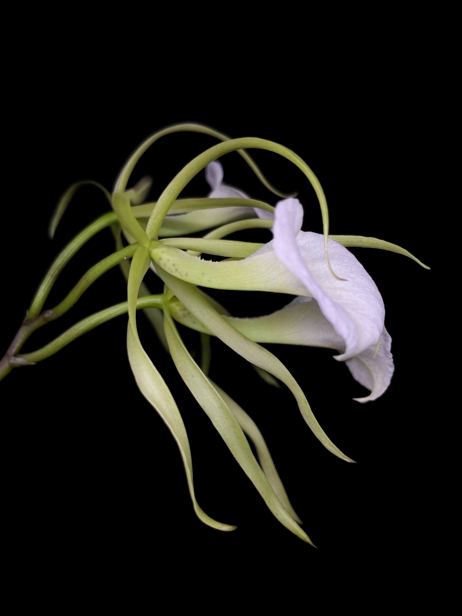 Botanical Orchid Species- Brassavola Nodosa wallpaper for Apple iPhone, Apple Watch, Mac, iPad and Apple Watch
