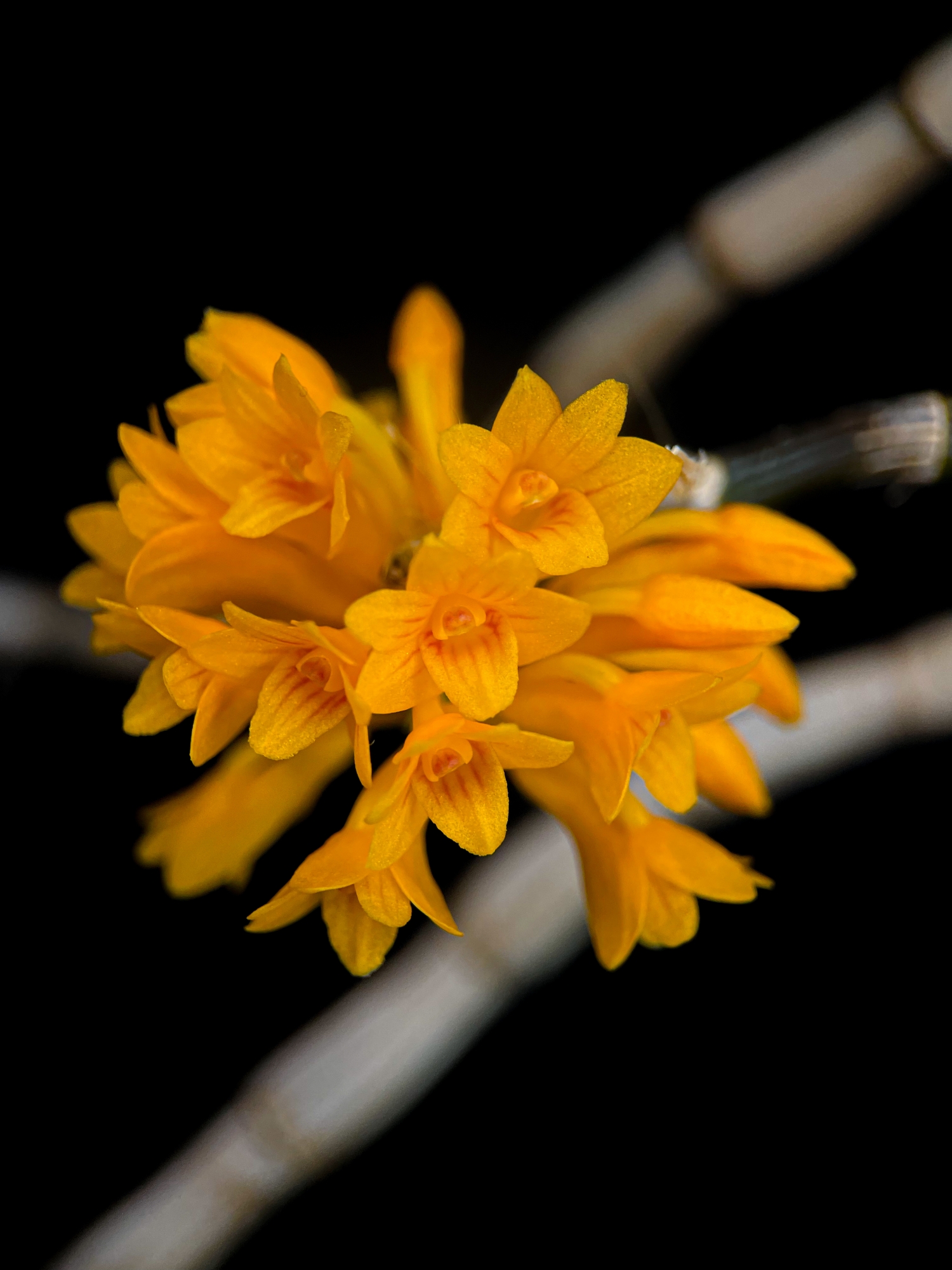 Botanical Orchid Species- Dendrobium Bullenianum Yellow wallpaper for Apple iPhone, Apple Watch, Mac, iPad and Apple Watch