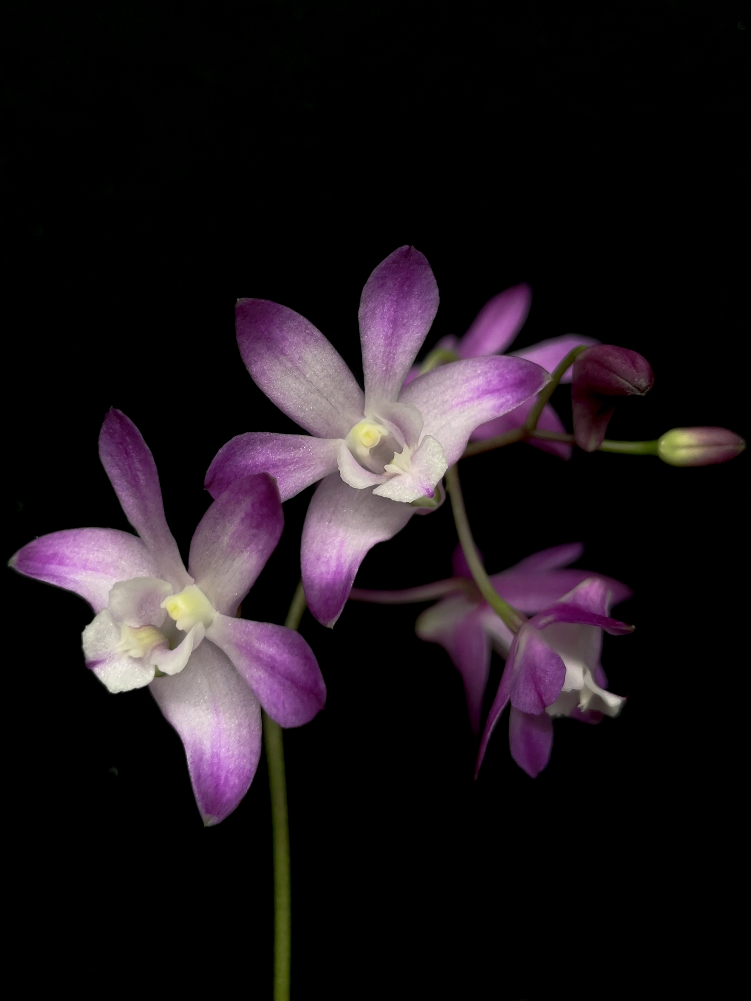 Purple Flowers Botanical Orchid Species- Dendrobium Kingianum wallpaper for Apple iPhone, Apple Watch, Mac, iPad and Apple Watch