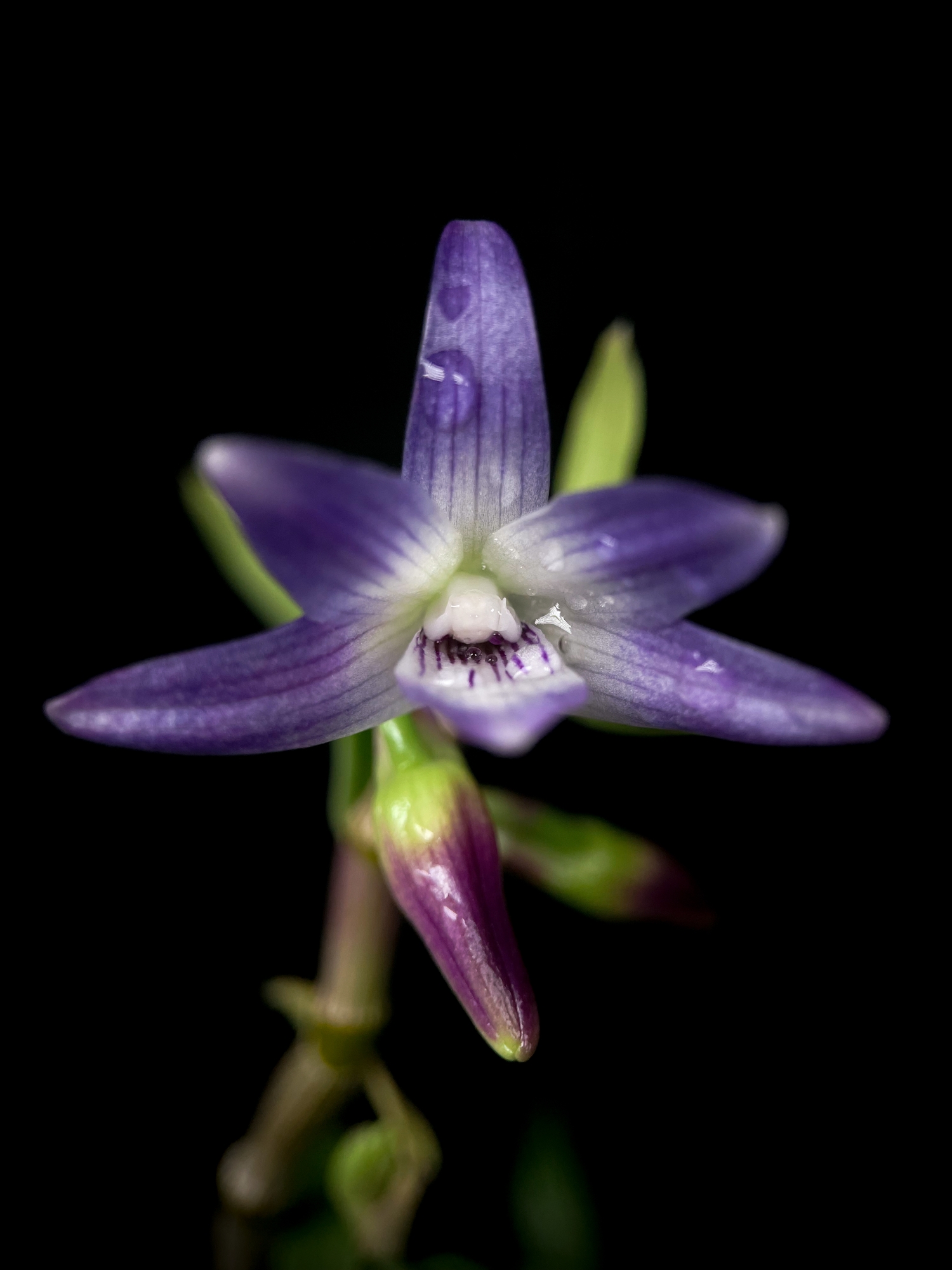 Close Up Flower Botanical Orchid Species- Dendrobium Victoria Reginae wallpaper for Apple iPhone, Apple Watch, Mac, iPad and Apple Watch