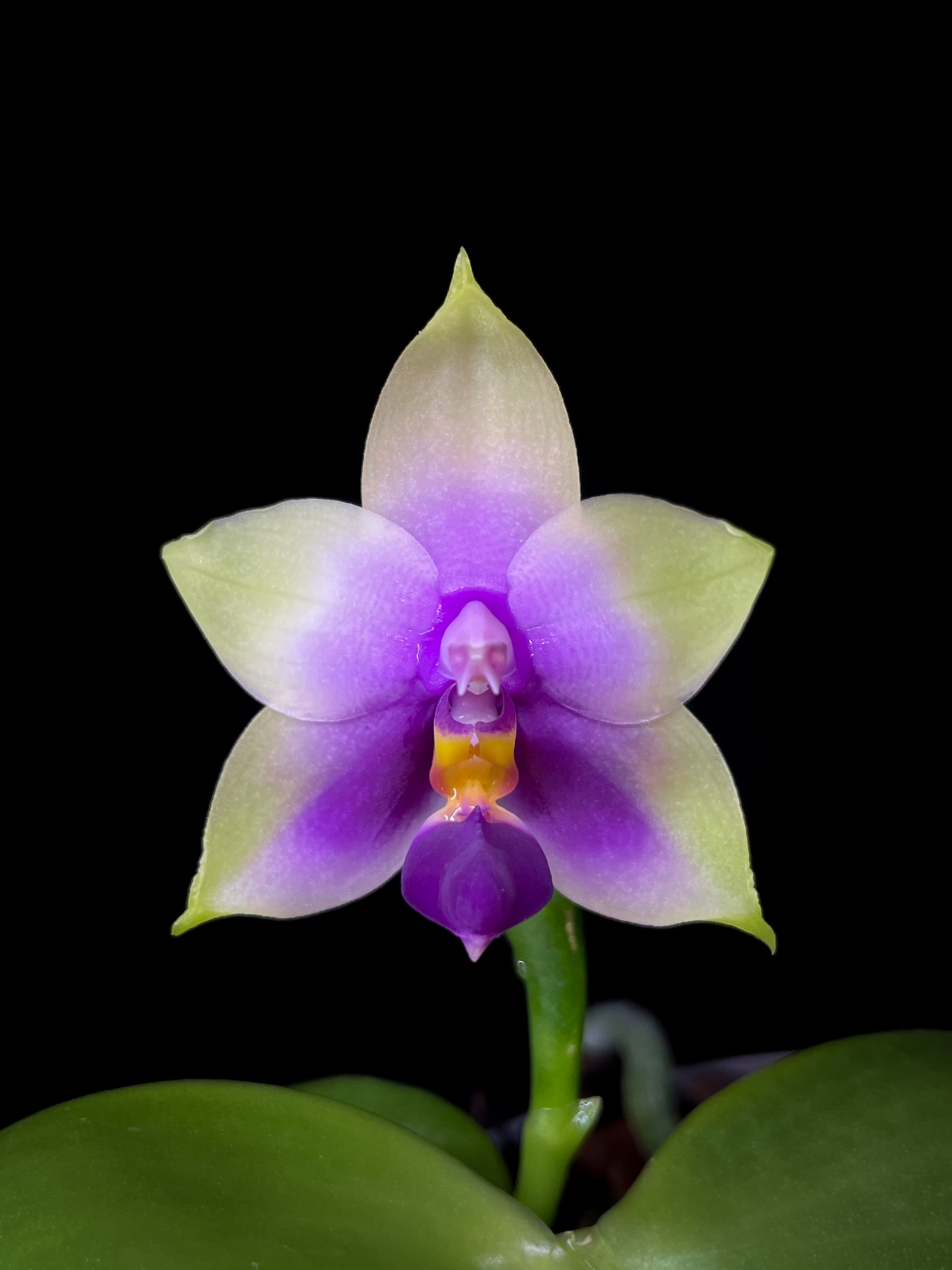 Botanical Orchid Species- Phalaenopsis Bellina Var. Coerulea wallpaper for Apple iPhone, Apple Watch, Mac, iPad and Apple Watch