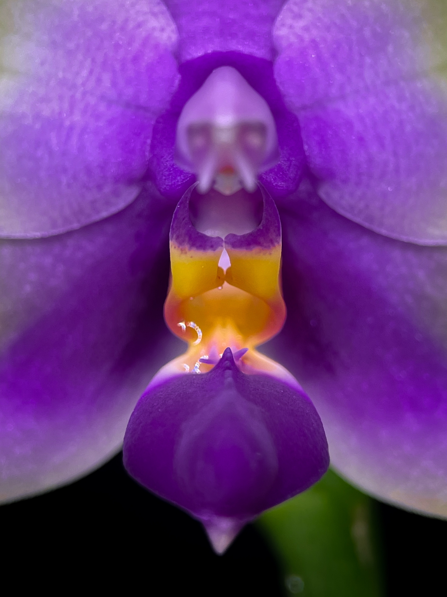 Botanical Orchid Species- Phalaenopsis Bellina Var. Coerulea wallpaper for Apple iPhone, Apple Watch, Mac, iPad and Apple Watch