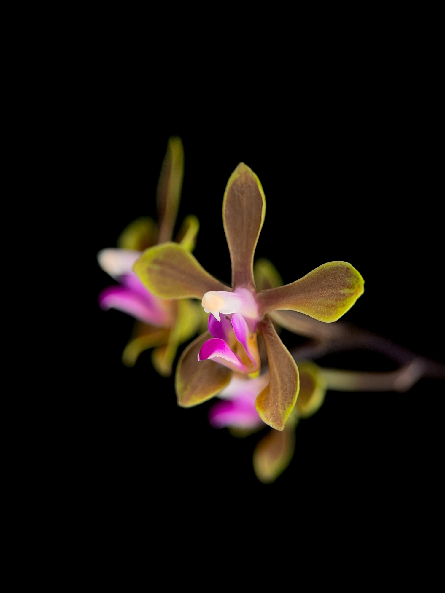 Yellow Flowers Botanical Orchid Species- Phalaenopsis Honghenensis wallpaper for Apple iPhone, Apple Watch, Mac, iPad and Apple Watch