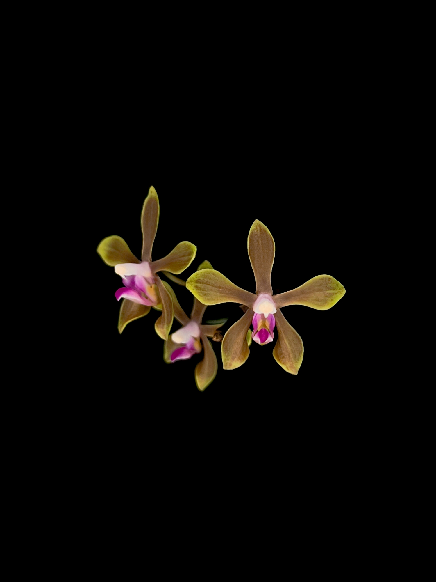 Flowers Botanical Orchid Species- Phalaenopsis Honghenensis wallpaper for Apple iPhone, Apple Watch, Mac, iPad and Apple Watch