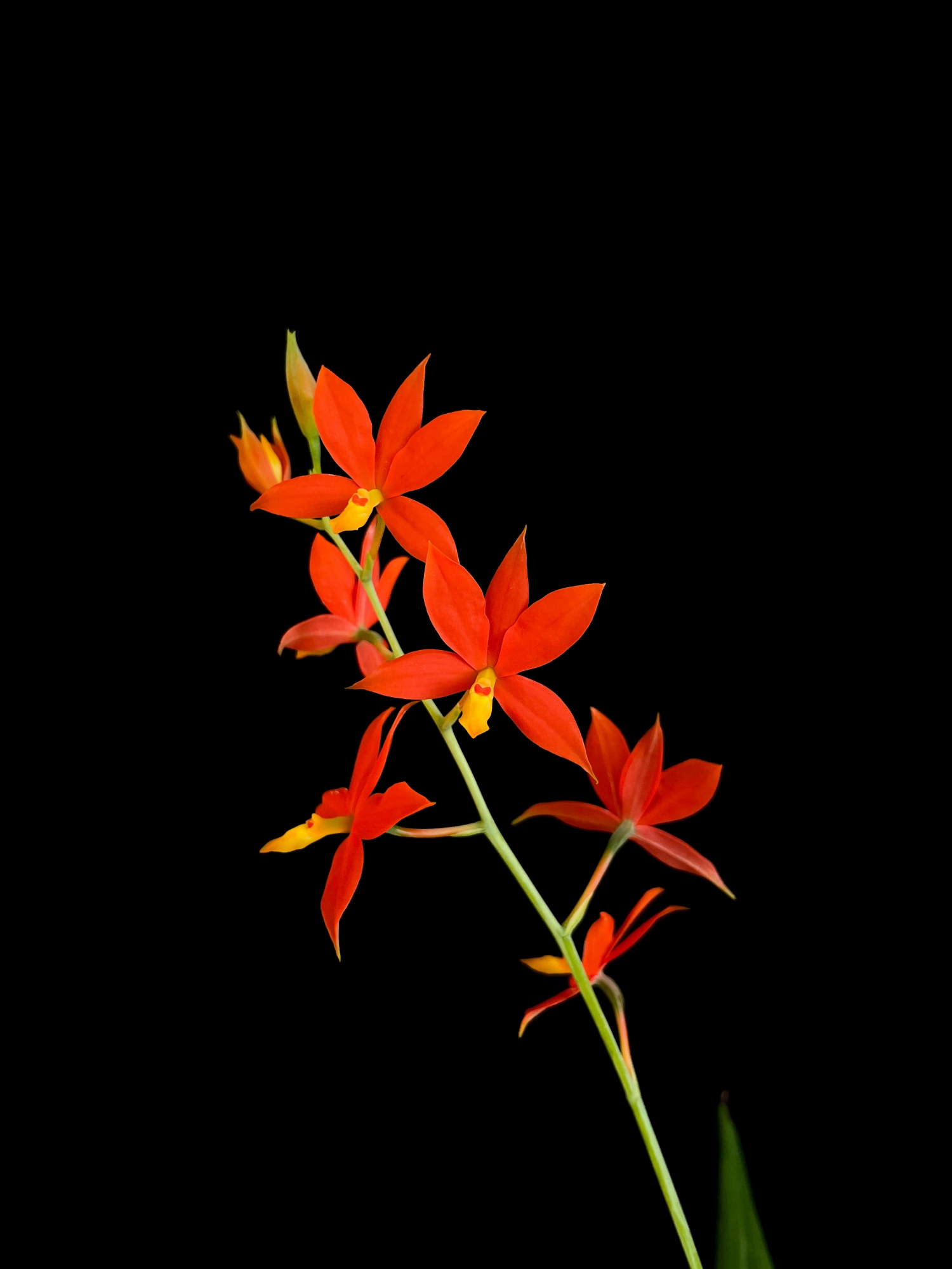 Botanical Orchid Species- Prosthechea Vitellina wallpaper for Apple iPhone, Apple Watch, Mac, iPad and Apple Watch