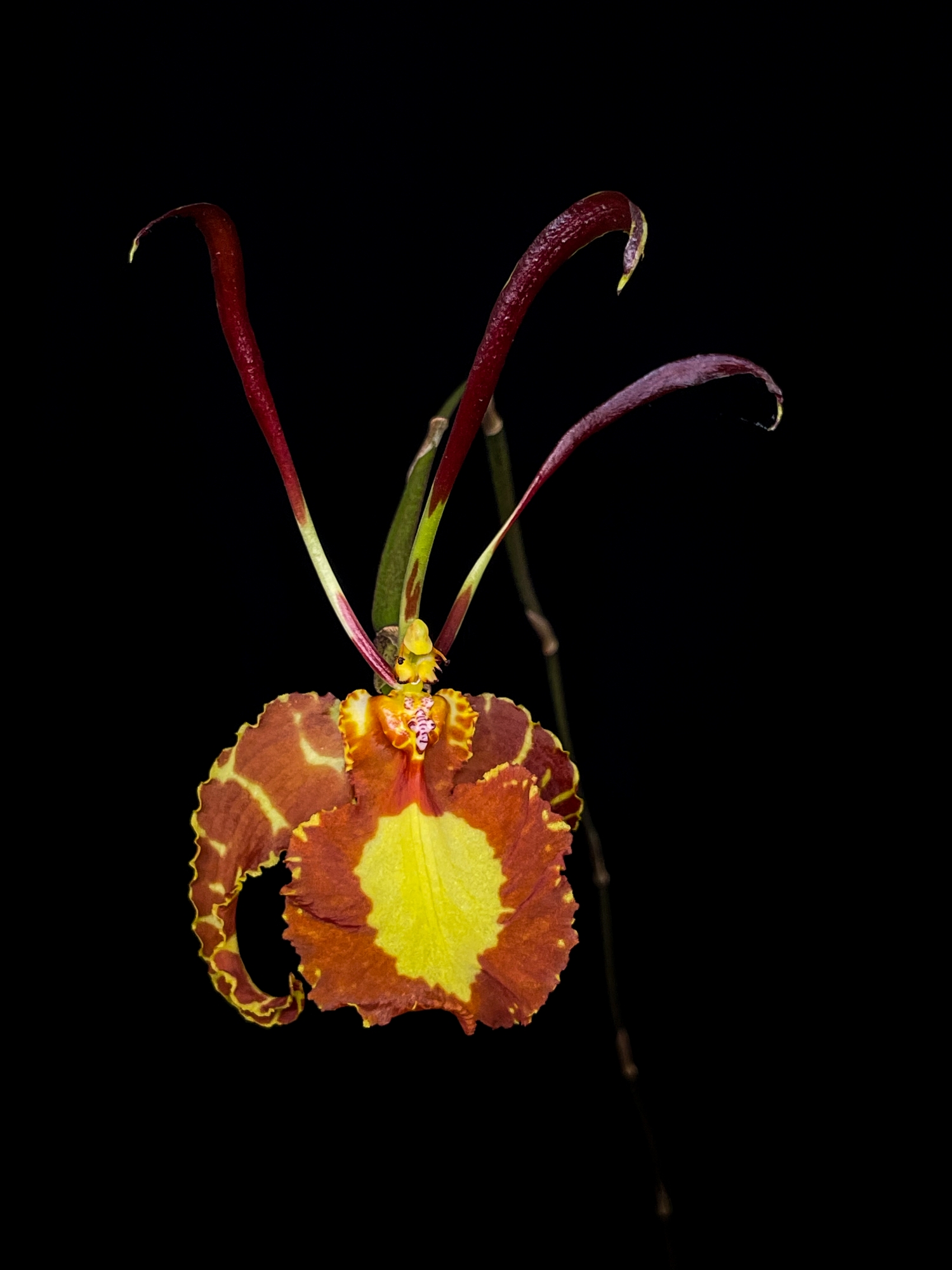 Botanical Orchid Species- Psychopsis Papilio wallpaper for Apple iPhone, Apple Watch, Mac, iPad and Apple Watch