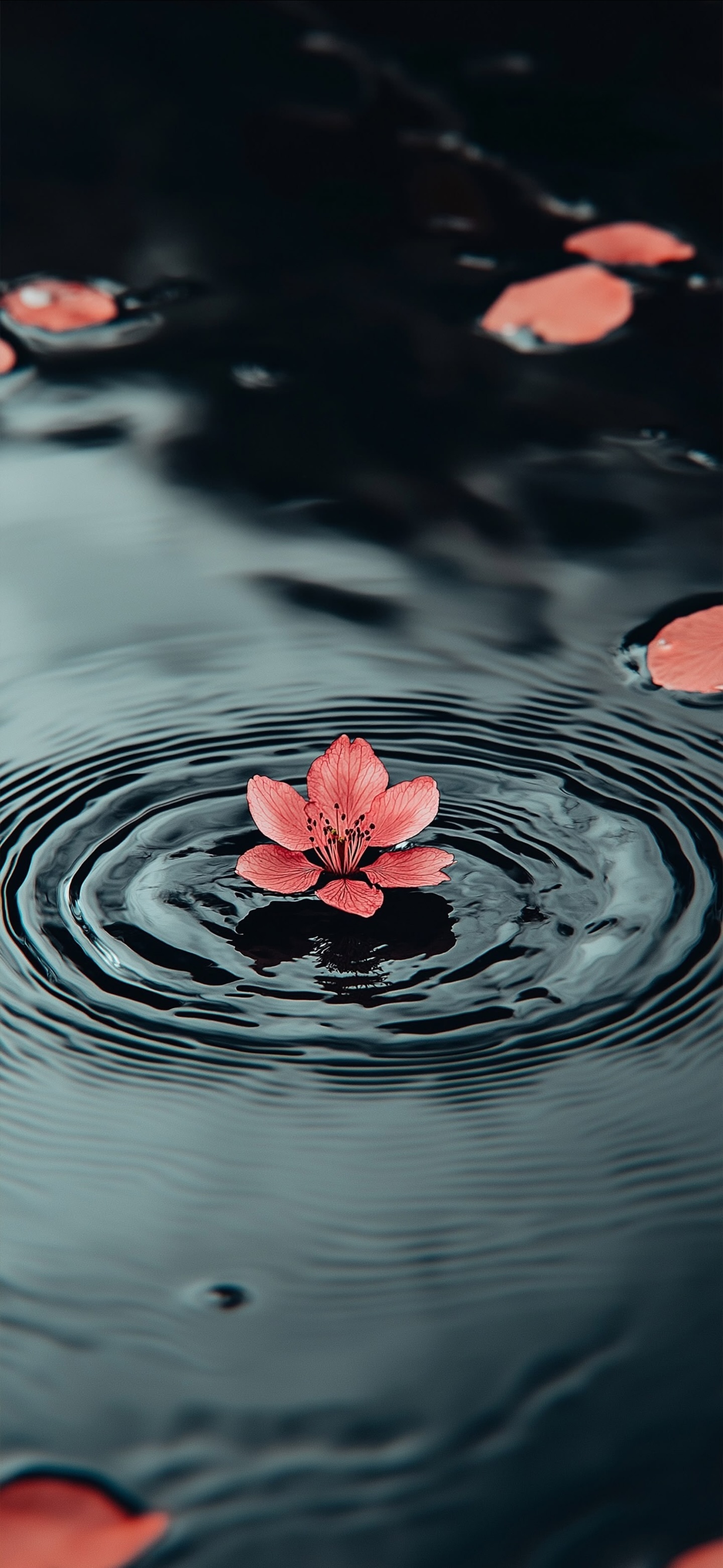 Bright Red Water Lilies Lily Pads Nymphaeaceae wallpaper for Apple iPhone, Apple Watch, Mac, iPad and Apple Watch