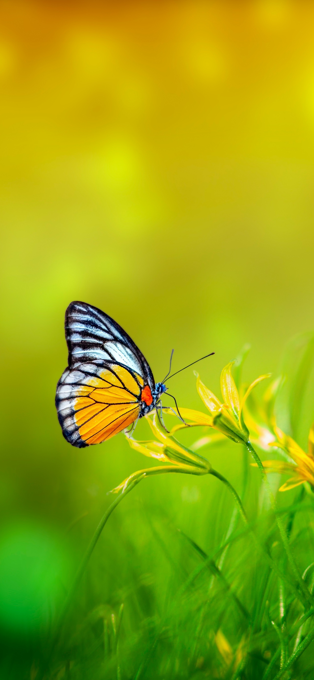 Butterfly Spring Bokeh Green Background Pollination Yellow