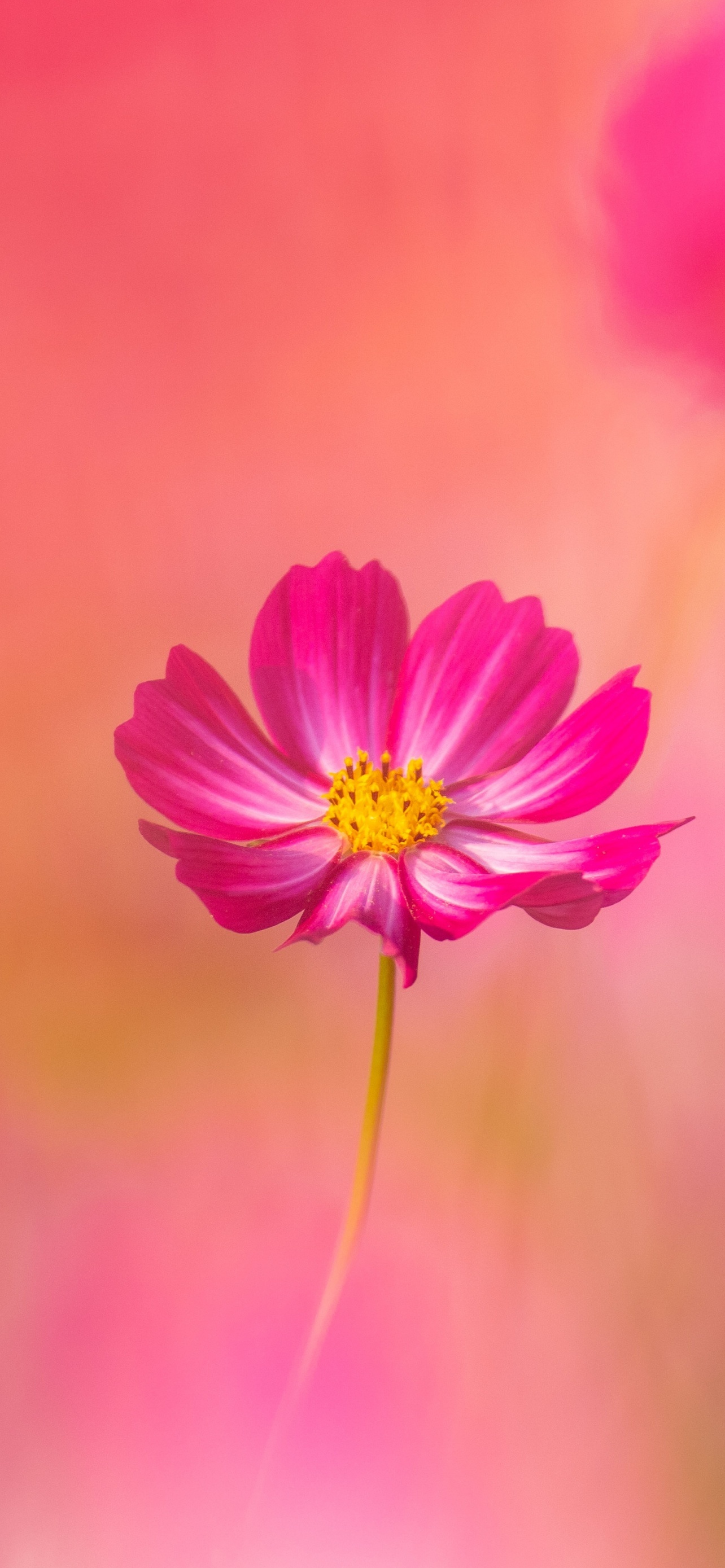 Cosmos Flowers Pink Flower Garden Cosmos Spring Blossom