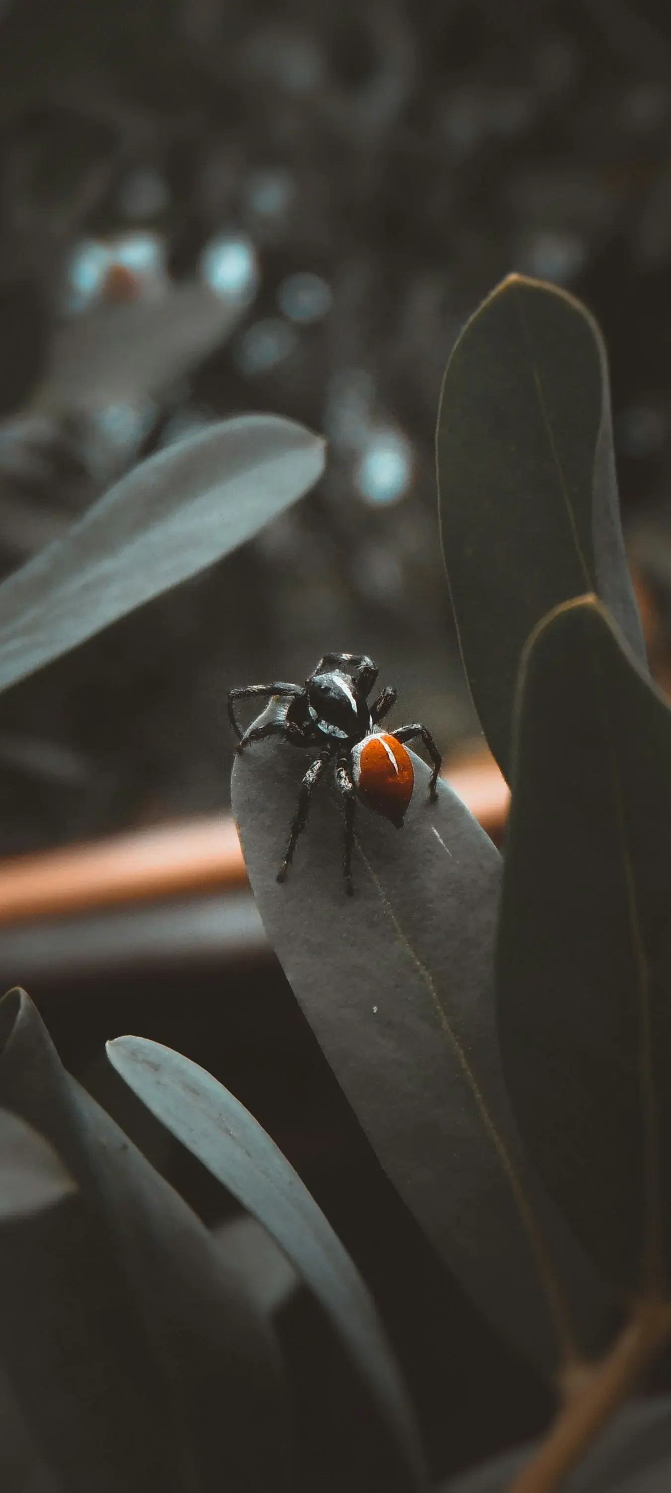 Cute Black Spider wallpaper for Apple iPhone, Apple Watch, Mac, iPad and Apple Watch