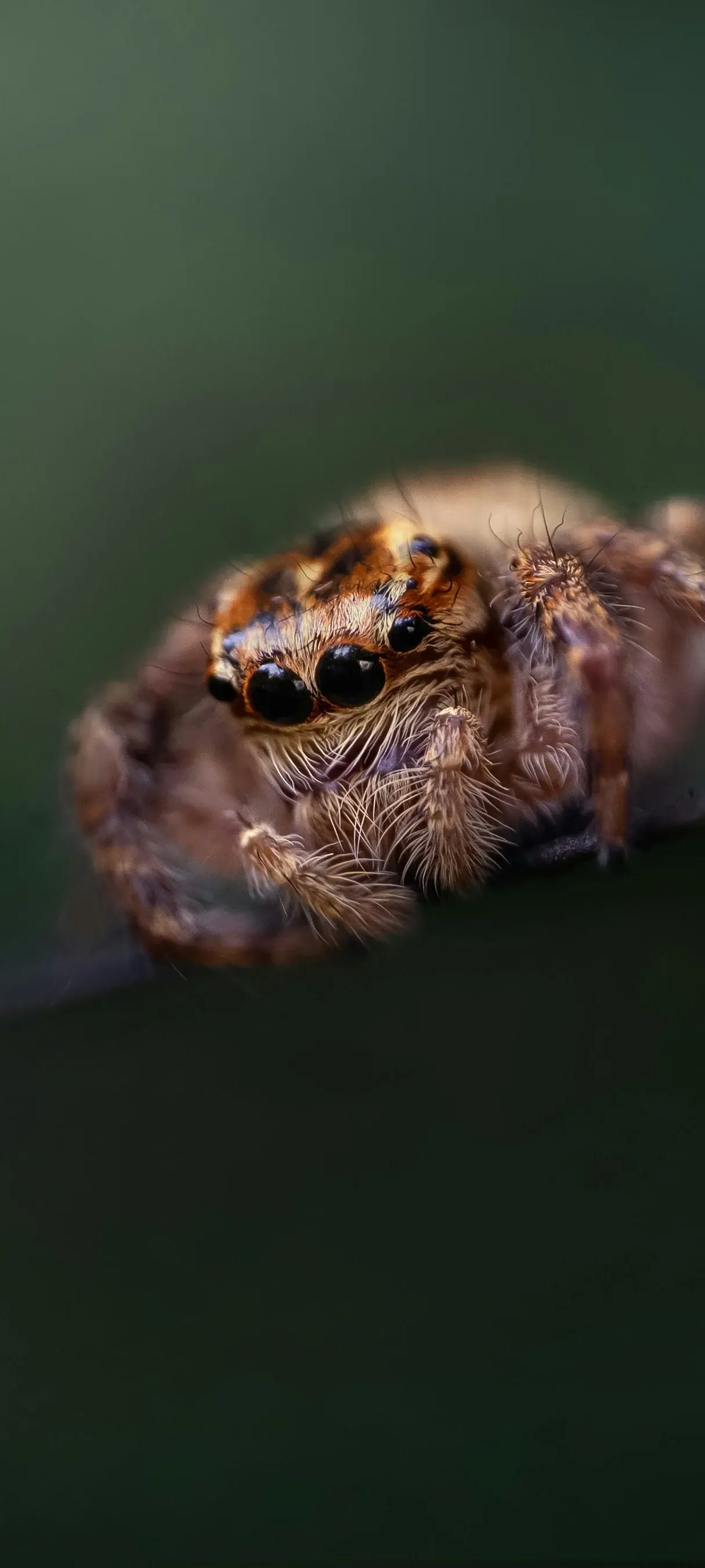 Cute Brown Spider Closeup