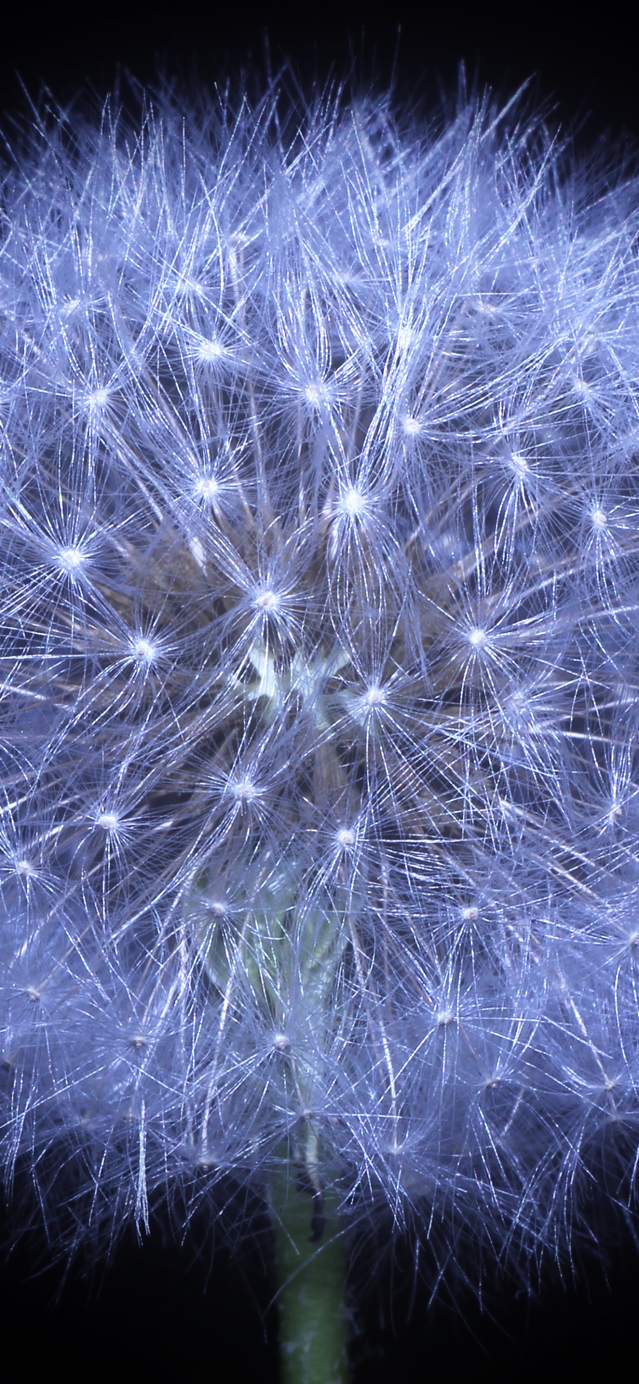 Dandelion Flower Black Background AMOLED 5K