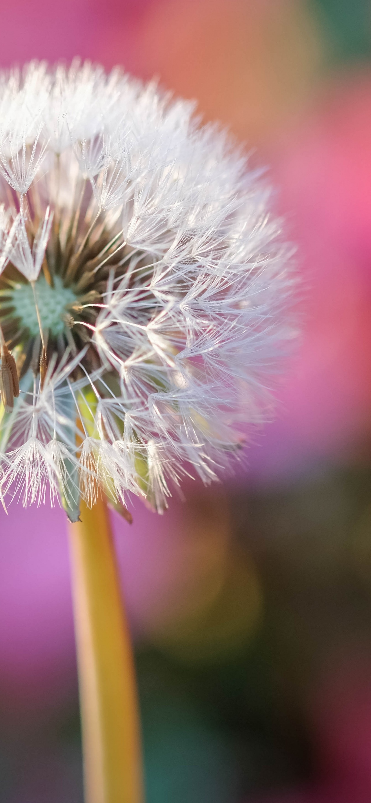Dandelion Flower Blur Background Selective Focus Bokeh