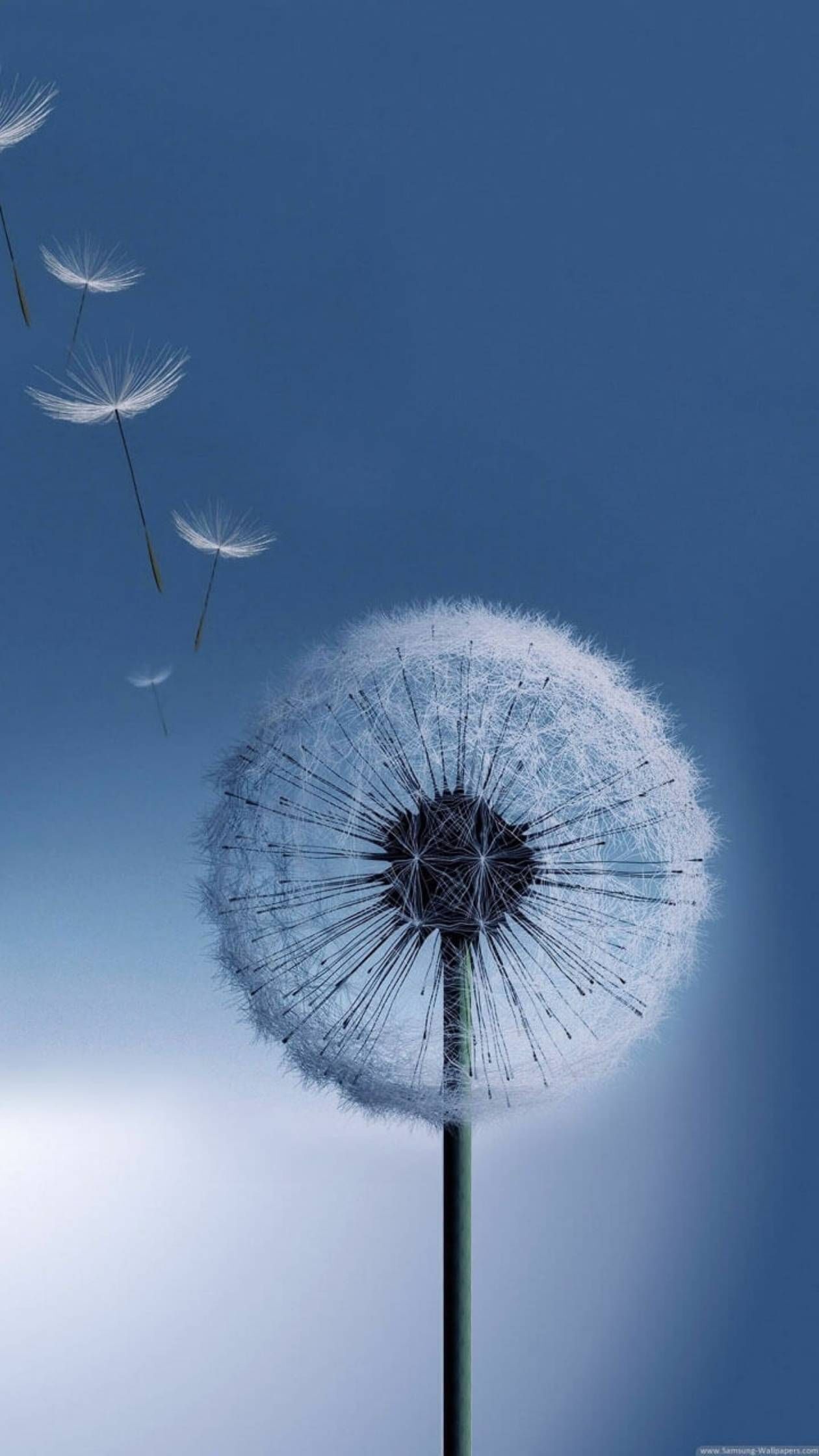 Dandylions In The Wind 2010s Samsung Galaxy Android Default Stock wallpaper for Apple iPhone, Apple Watch, Mac, iPad and Apple Watch