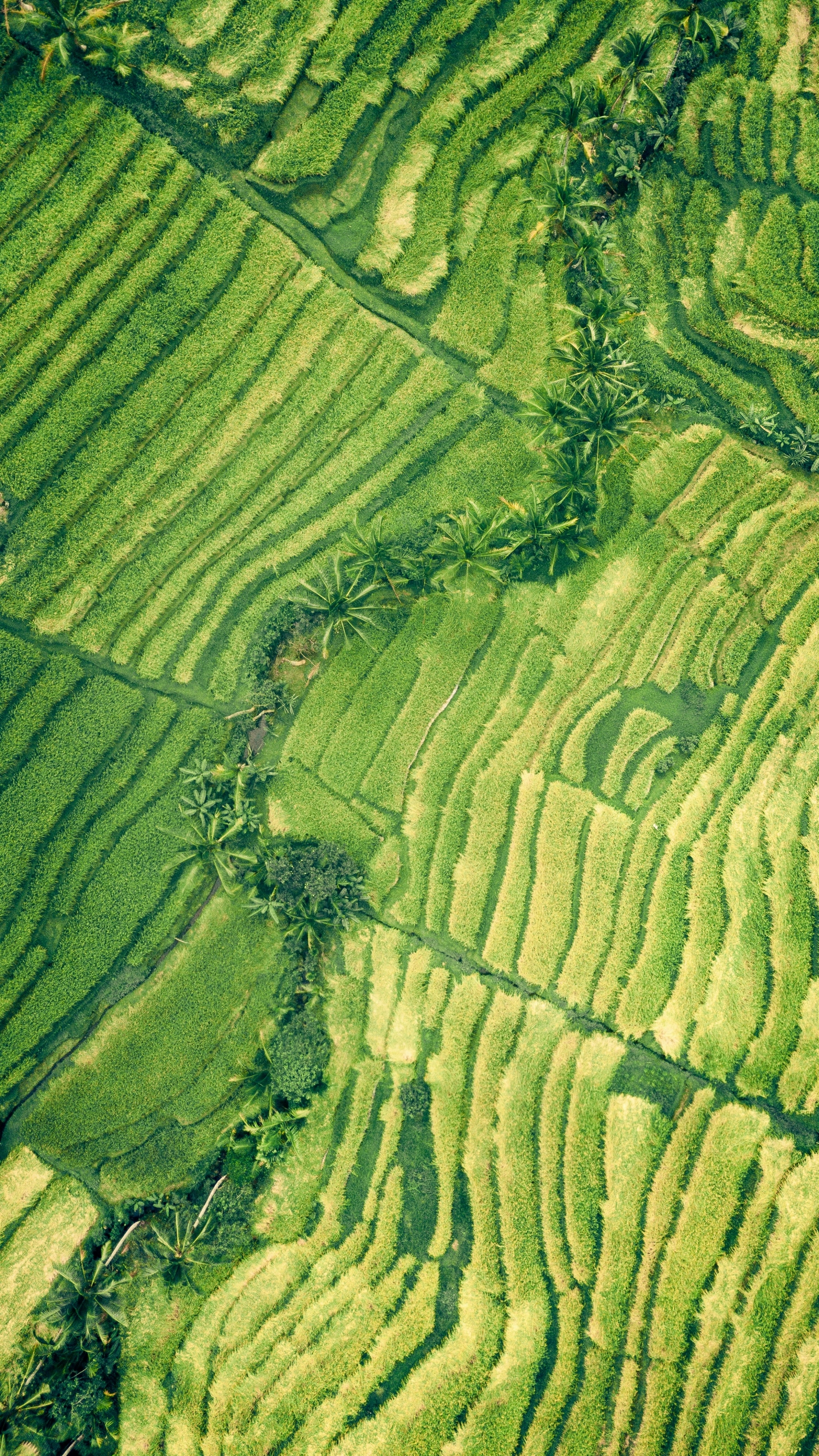 Field Of Crops From Above Greenery Nature Landscape Drone Shot