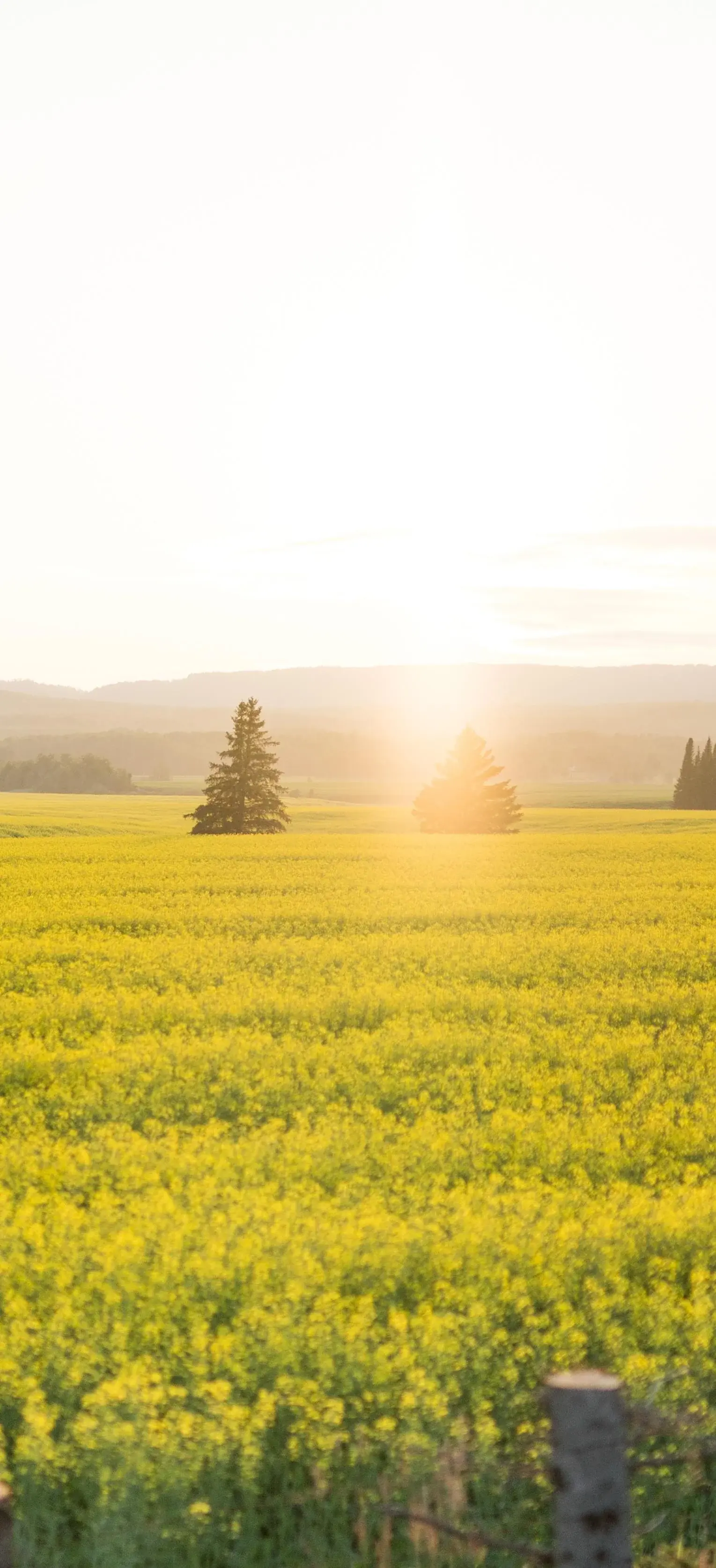 Field Of Yellow Flowers Sun Rays Landscape Most Popular Download Free Wallpapers For iPhone 12 13 14 15 16 Pro Max And Android wallpaper for Apple iPhone, Apple Watch, Mac, iPad and Apple Watch