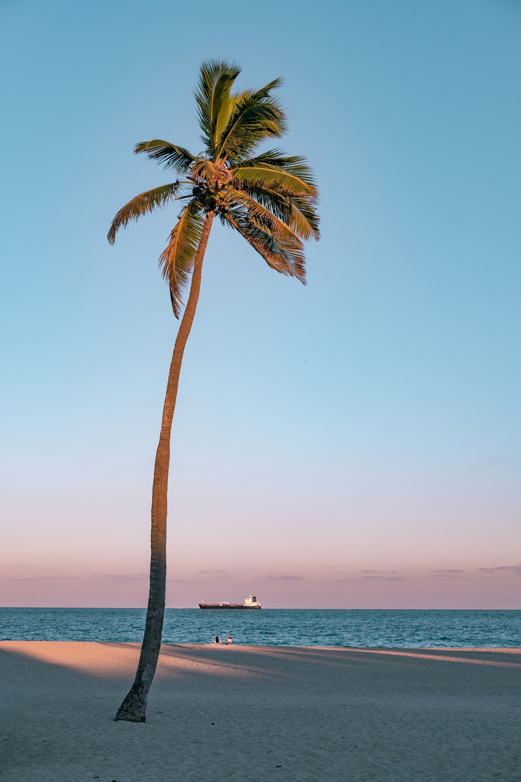 Florida Keys Miami Palm Tree By The Beach wallpaper for Apple iPhone, Apple Watch, Mac, iPad and Apple Watch