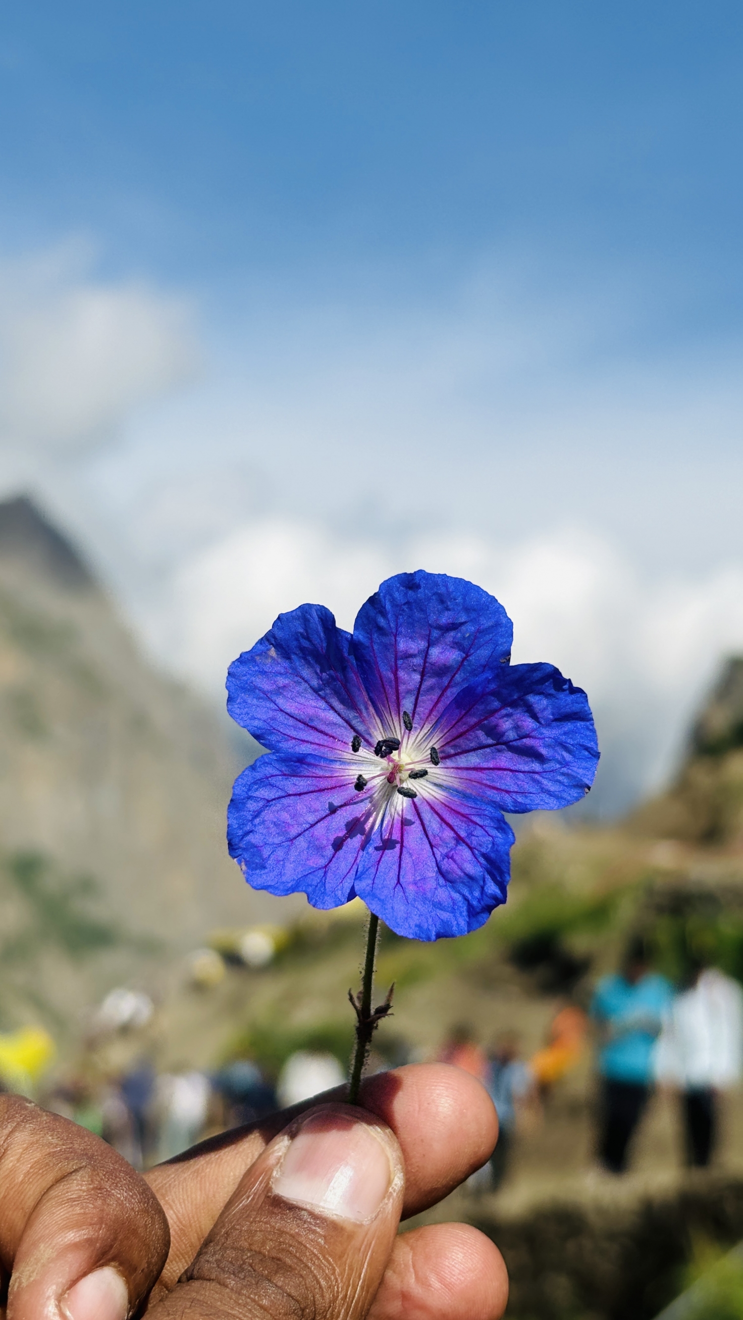 Blue Flower In Mountains With Beautiful Look Colors wallpaper for Apple iPhone, Apple Watch, Mac, iPad and Apple Watch