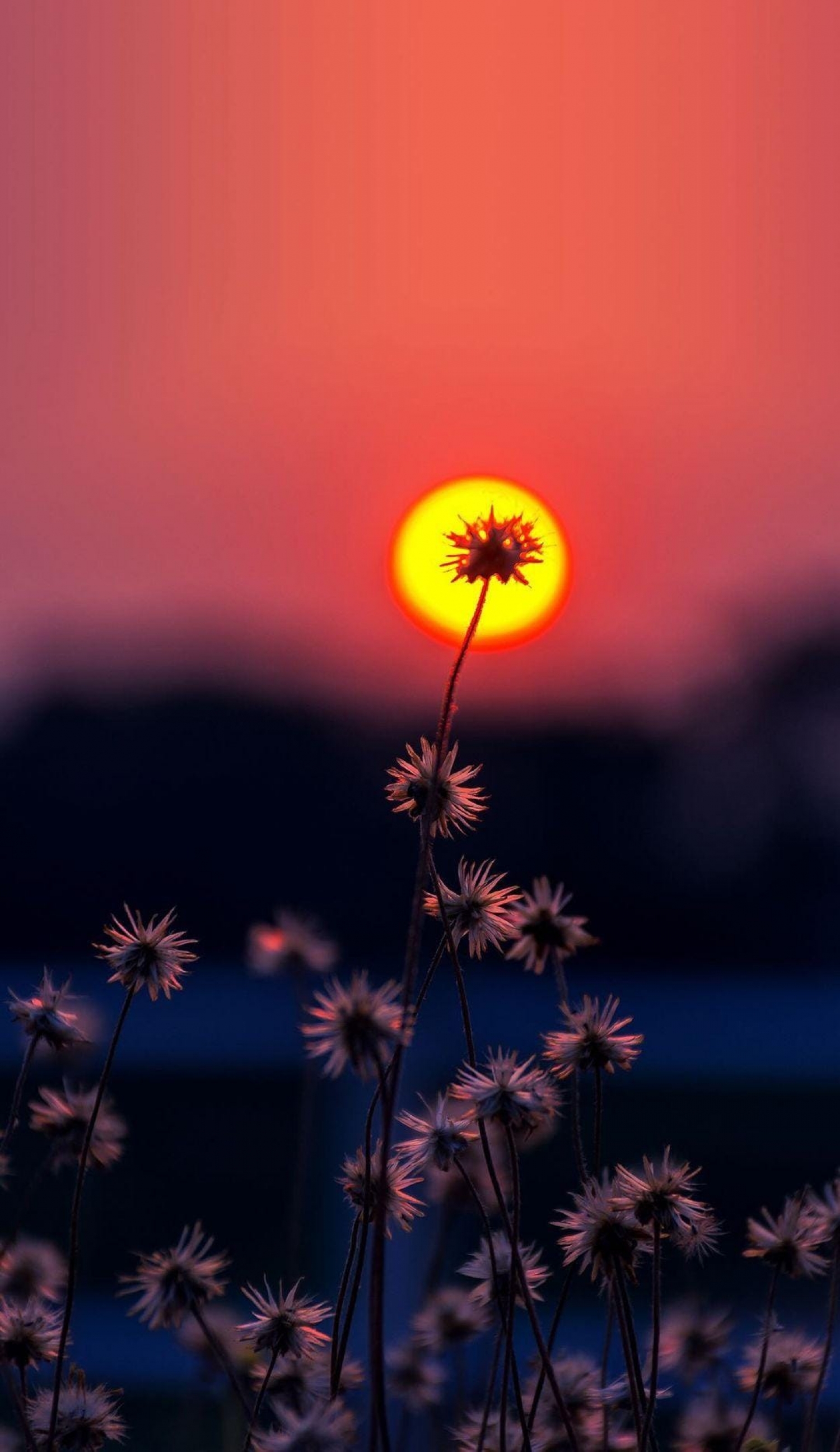 Flowers In Front Of The Sunset