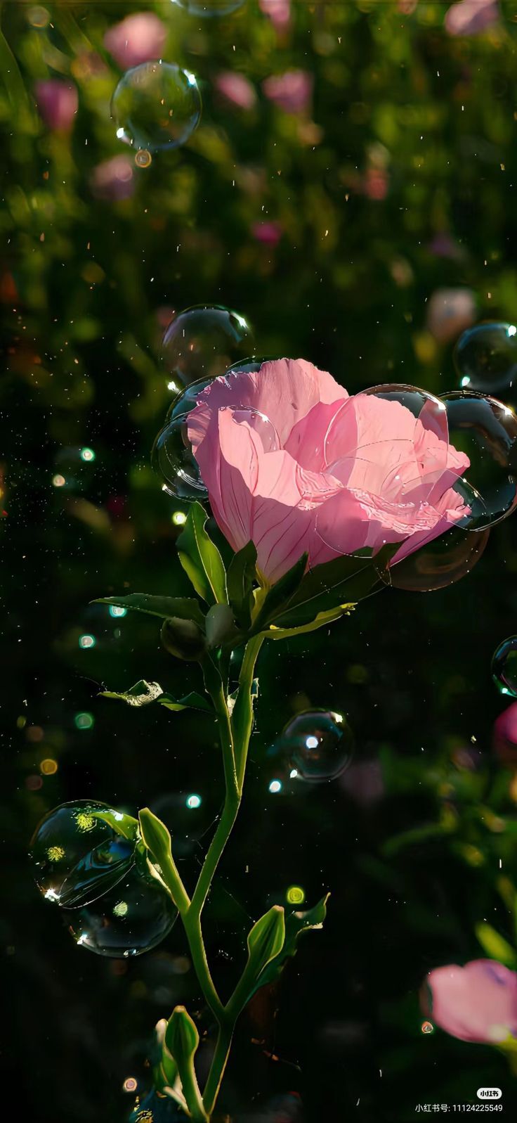 Flowers With Bubbles Cute Top Wallpapers Of 2025 And 2026 Free Download For Apple iPhone Or Android Smartphones From X Twitter Pinterest Reddit iPhone 15 16 17 Pro Max iPhone wallpaper