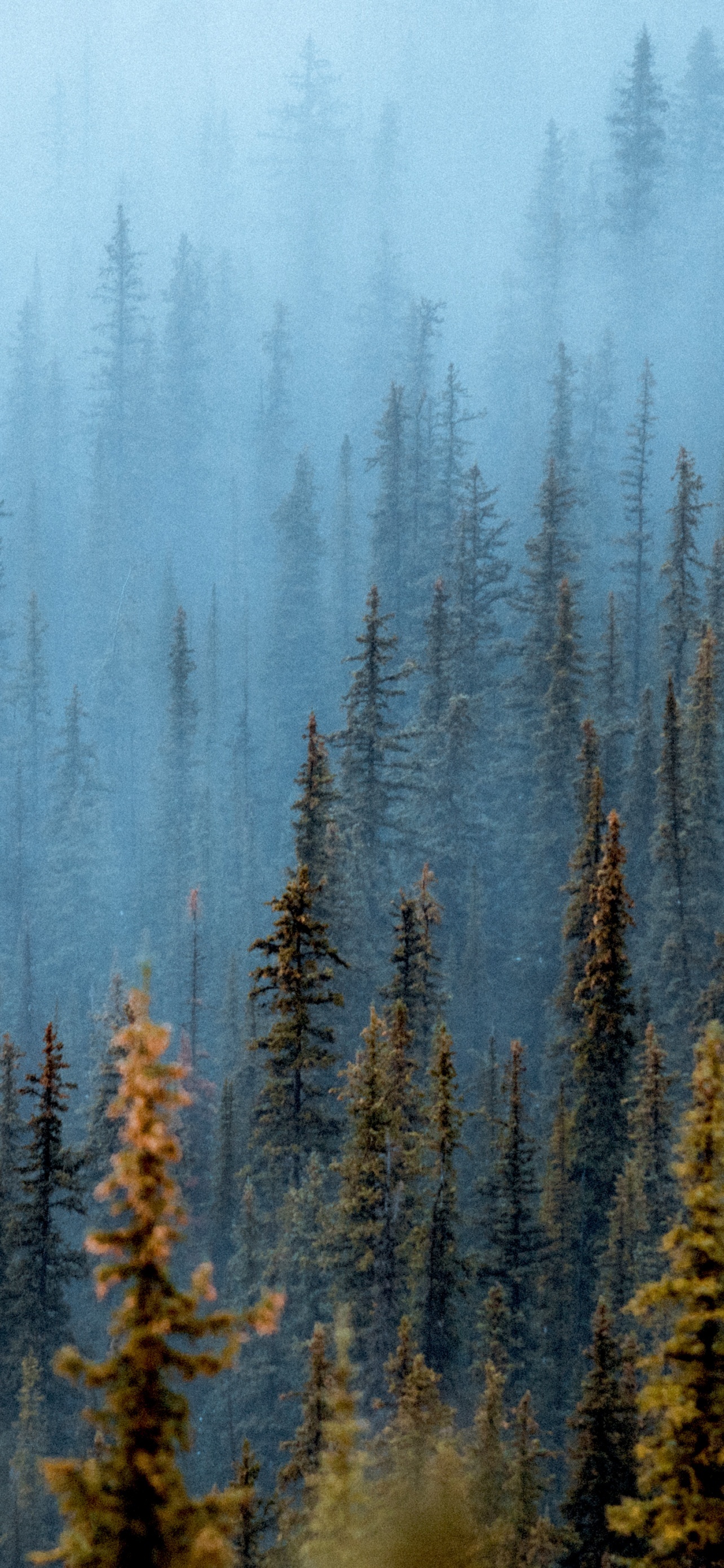 Foggy Forest Pine Trees
