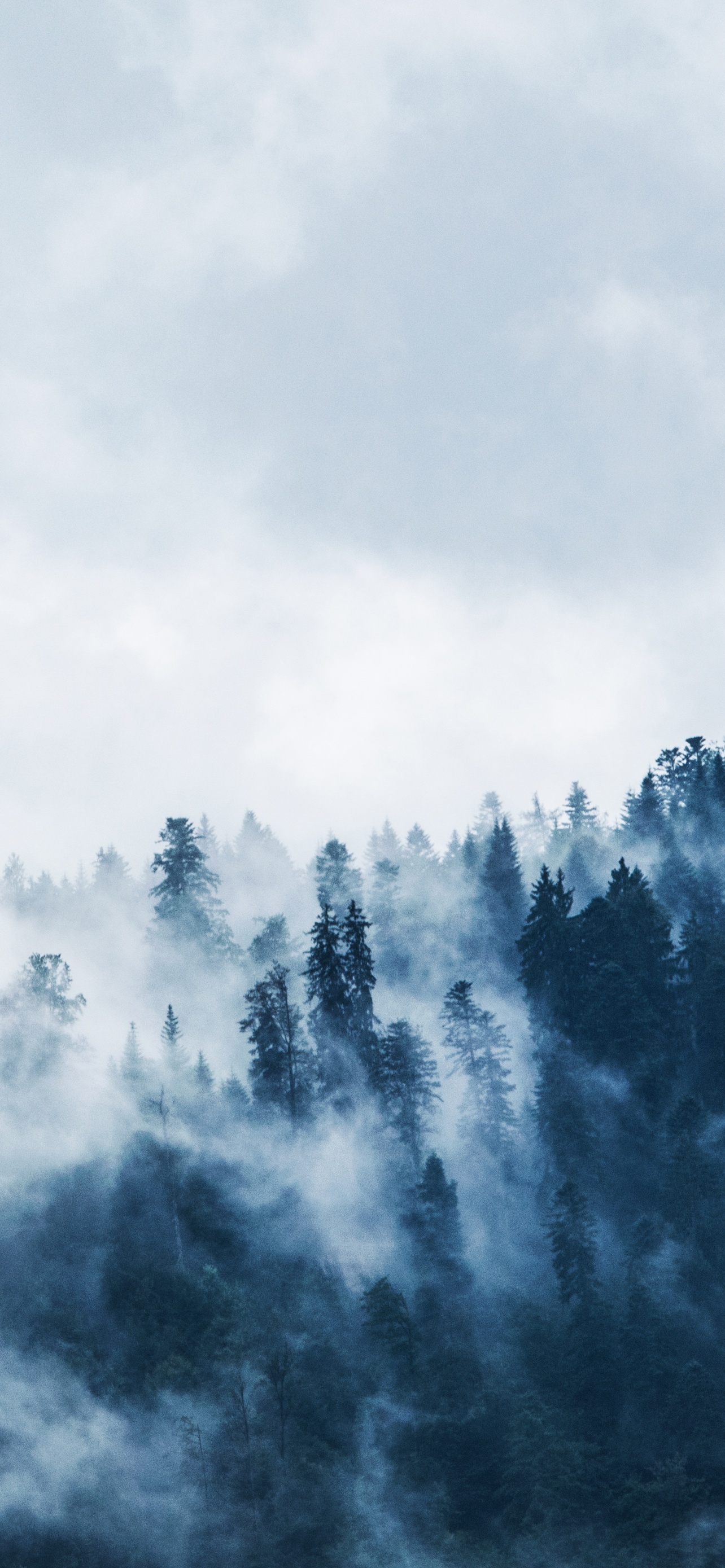Foggy Pine Trees Forest wallpaper for Apple iPhone, Apple Watch, Mac, iPad and Apple Watch