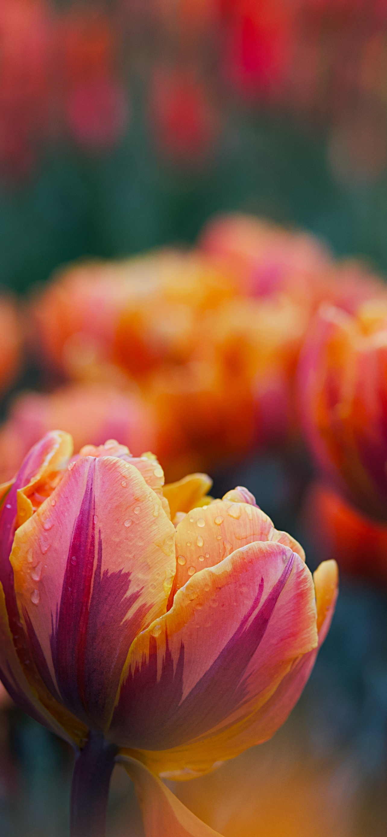 Garden Tulip Tulip Pink And Yellow Top Best Trending Desktop Wallpapers Backgrounds And Screensavers For Apple iPhone And Google Android 4K 5K 6K HDR High Resolution High Definition