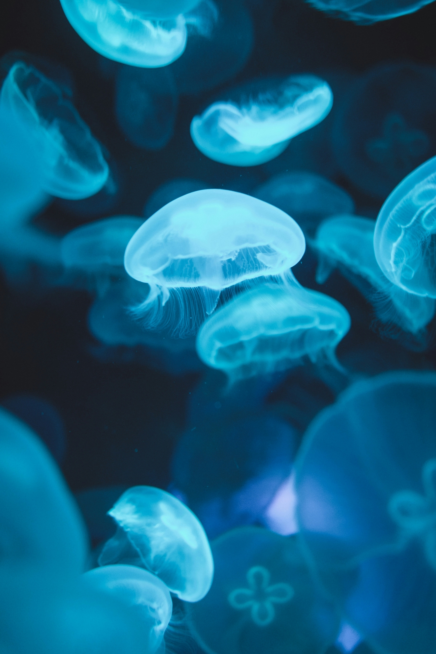 Glowing Blue Semitransparent Jellyfish Underwater Sealife wallpaper for Apple iPhone, Apple Watch, Mac, iPad and Apple Watch