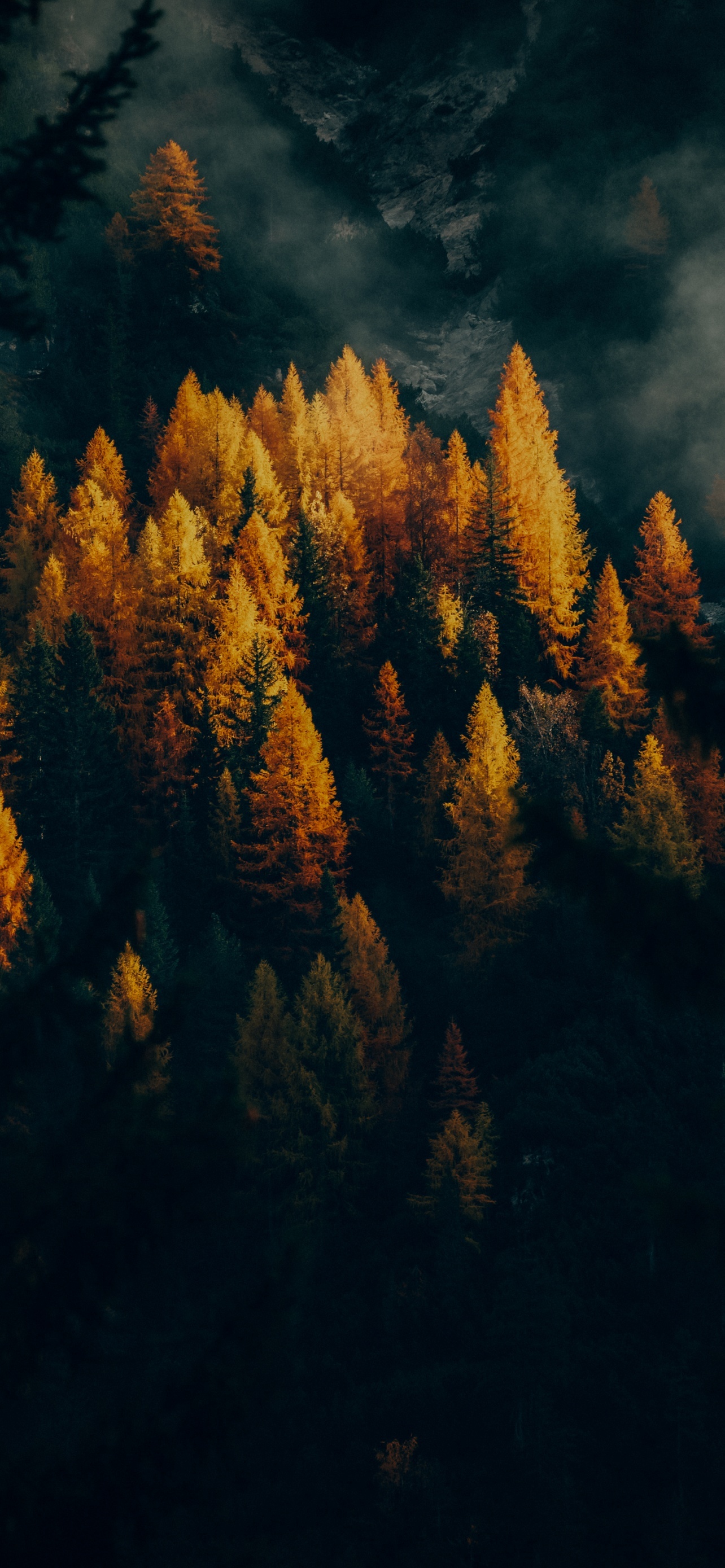 Golden Larches Fall Forest Trees 5K