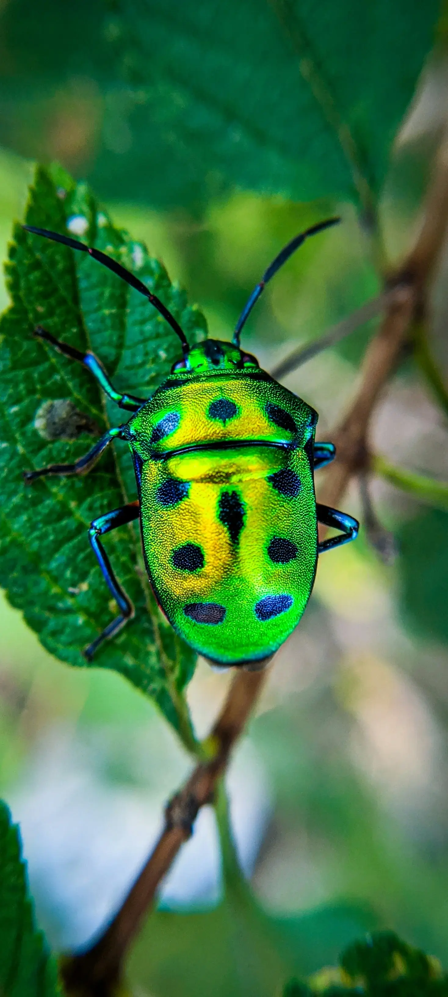 Gorgeous Vibrant Bug Green Leaves Nature Most Popular Download Free Wallpapers For iPhone 12 13 14 15 16 Pro Max And Android wallpaper for Apple iPhone, Apple Watch, Mac, iPad and Apple Watch