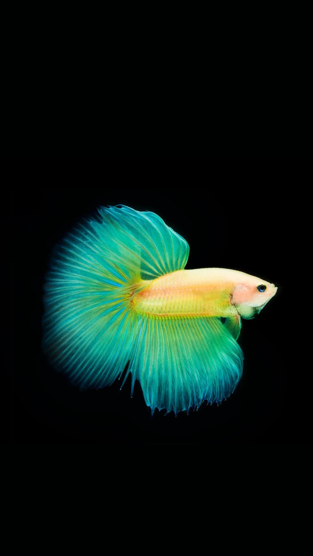 Green Fish With Big Tail Fishtails Vivo Stock Default Origin OS Funtouch OS Google Android