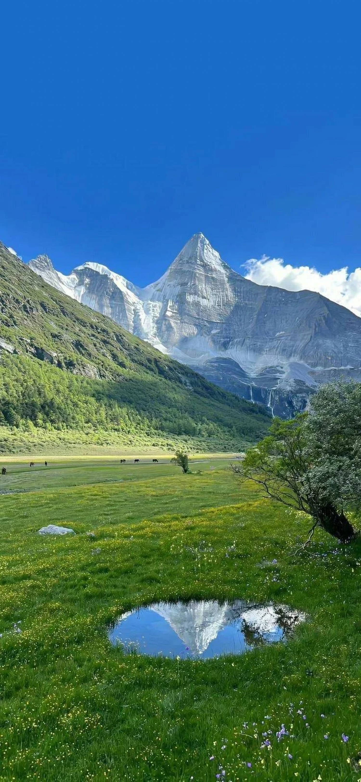 Green Grass Mountain Landscape