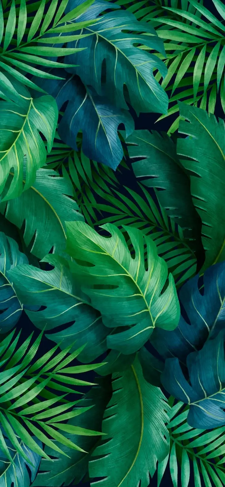 Green Leaf And Monstera Plant Deliciosa Furiosa